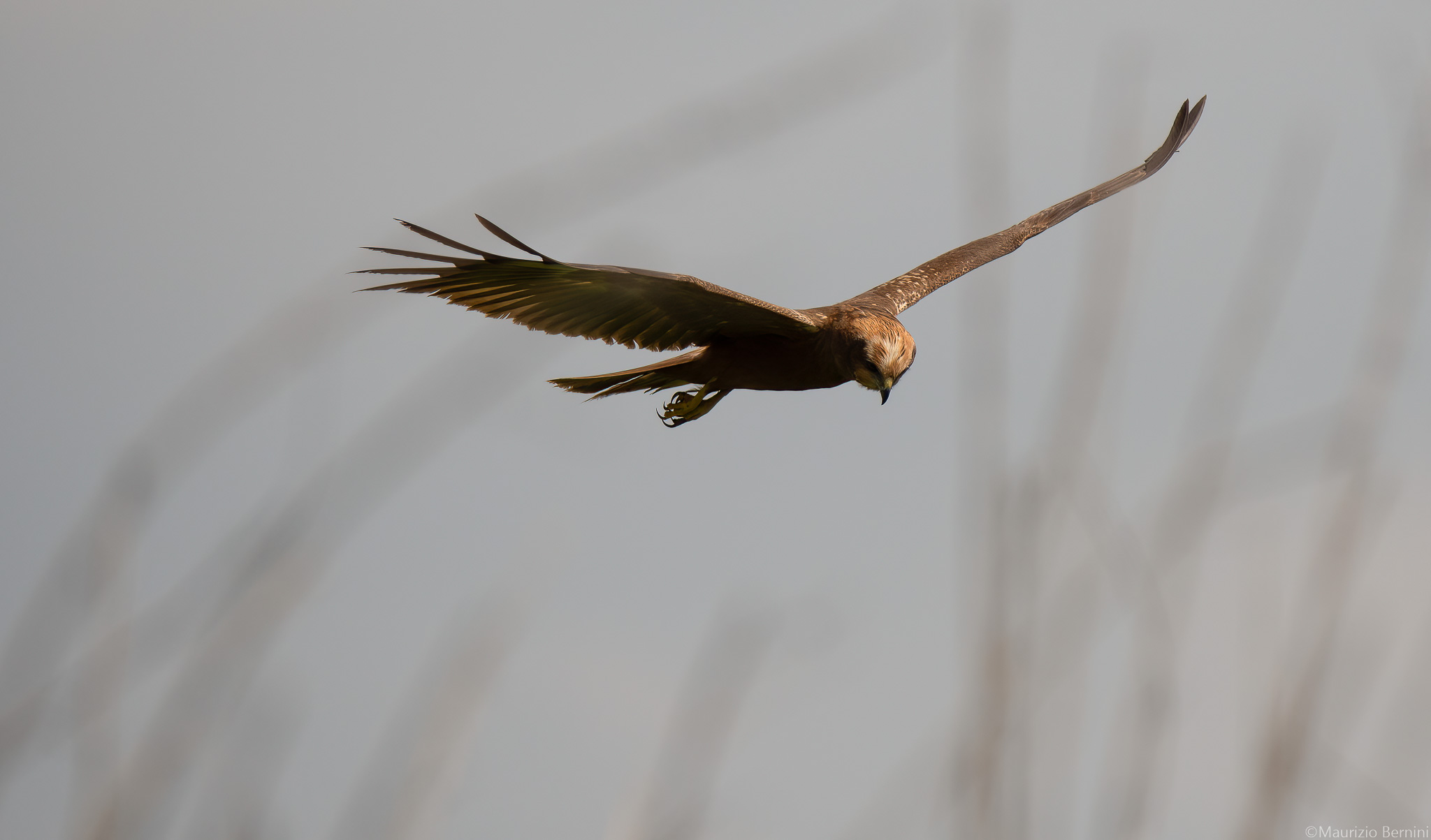 Marsh Falcon
