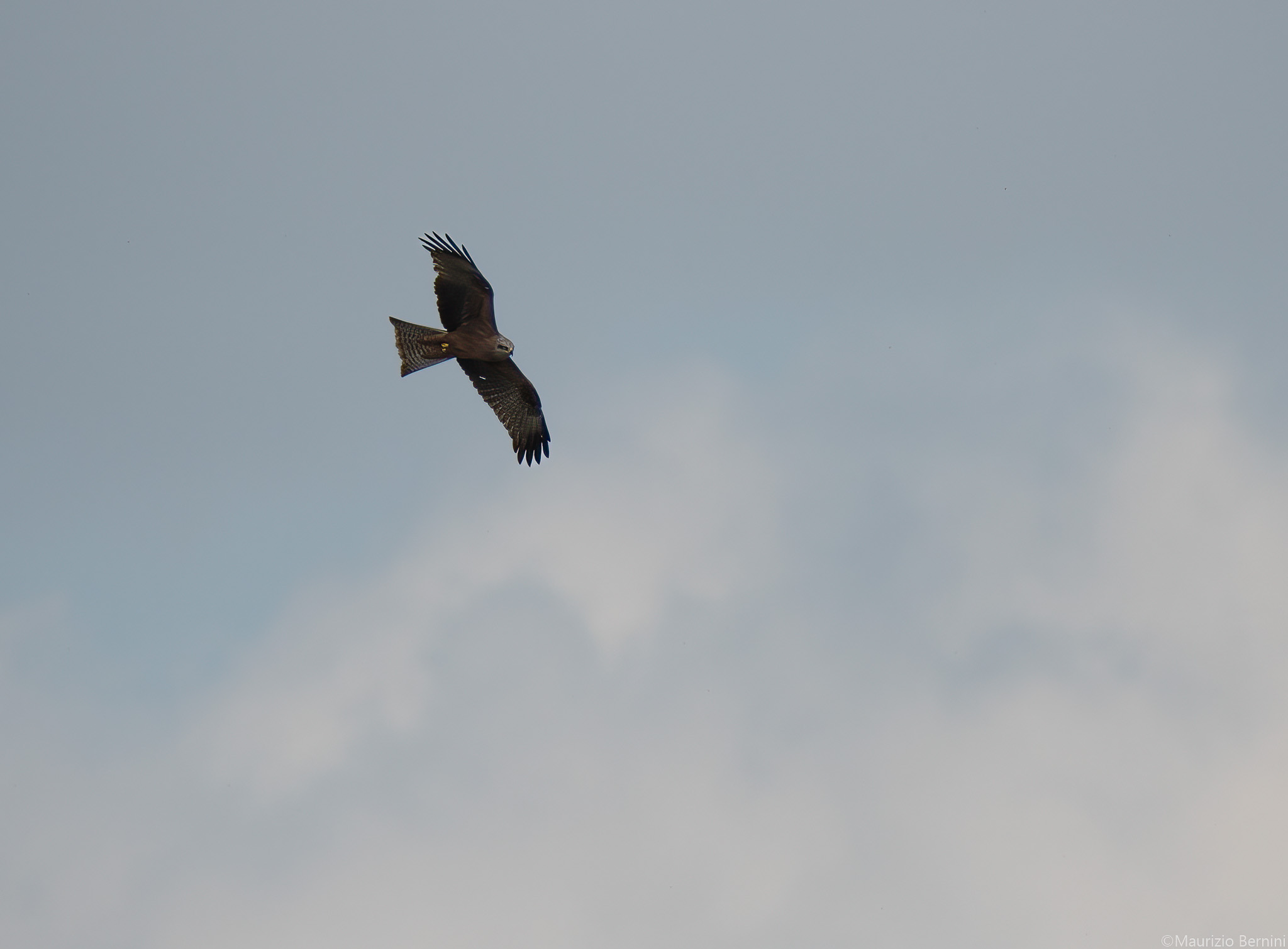 Black kite