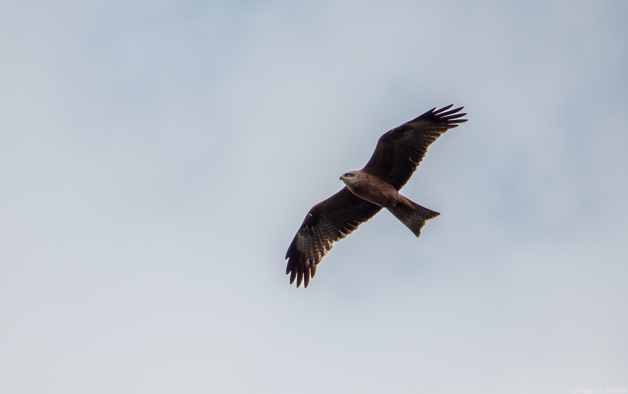 Red kite