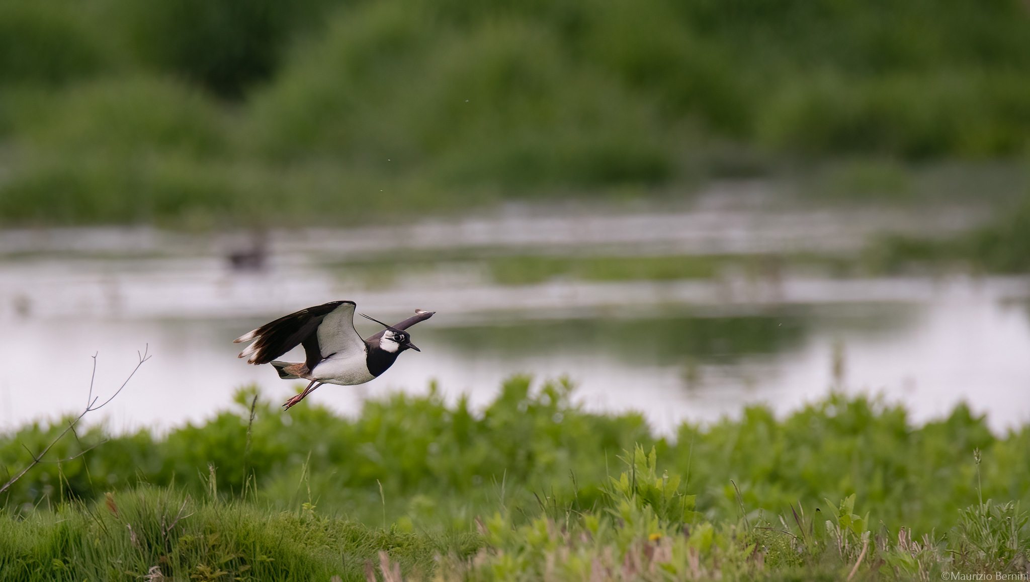 Lapwing