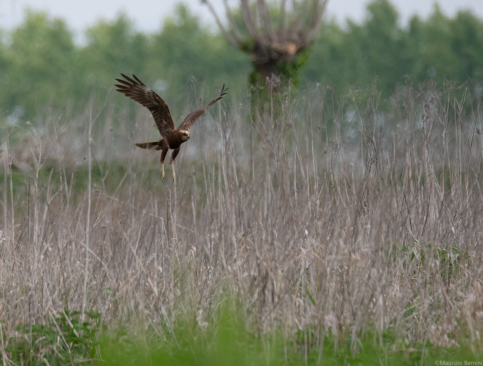 Marsh Falcon