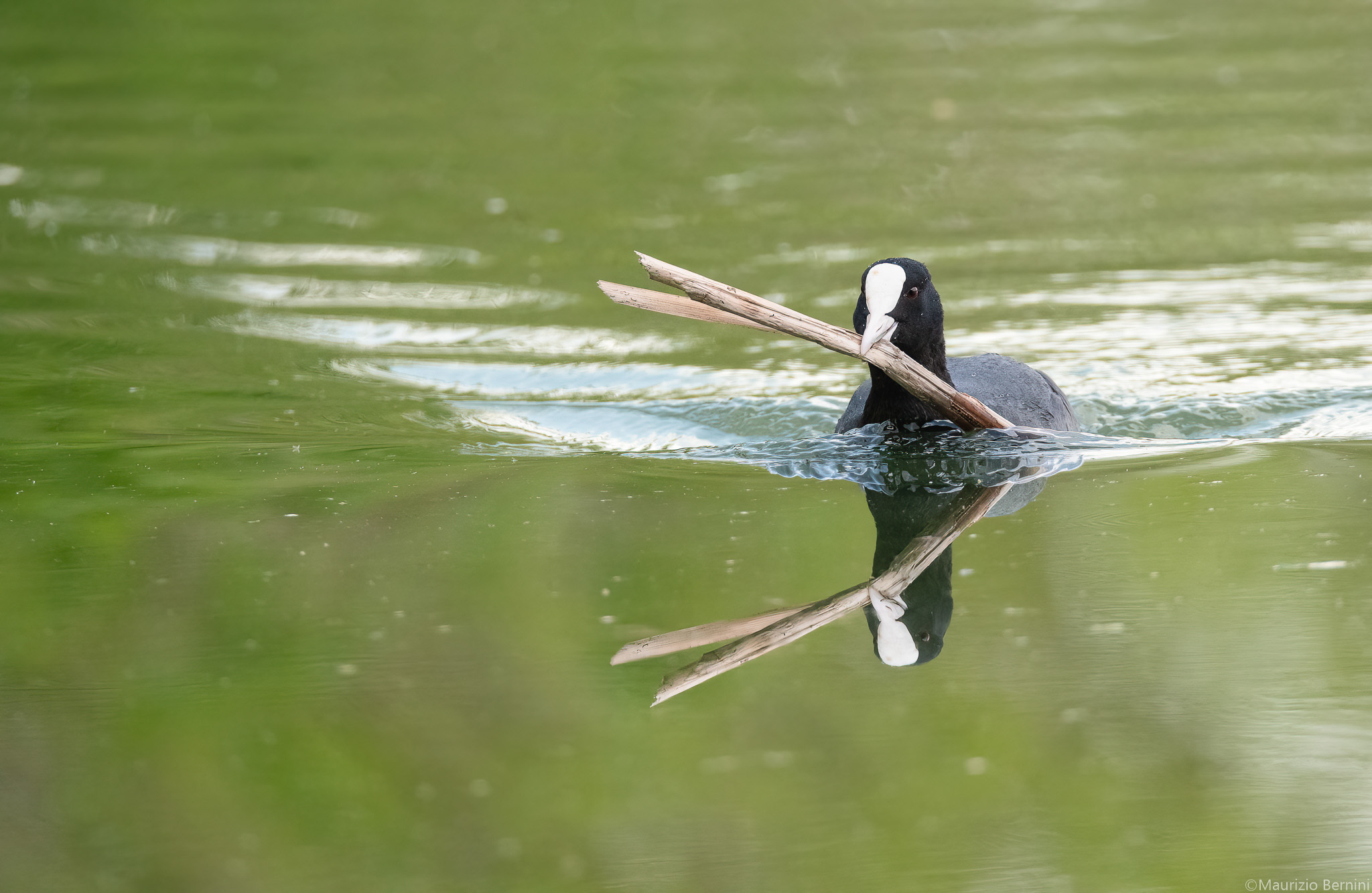 Coot