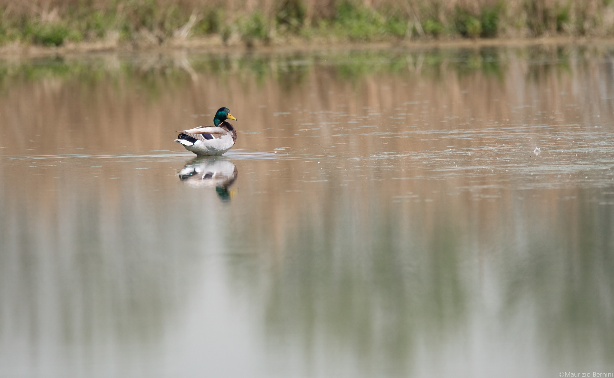 Male Mallard