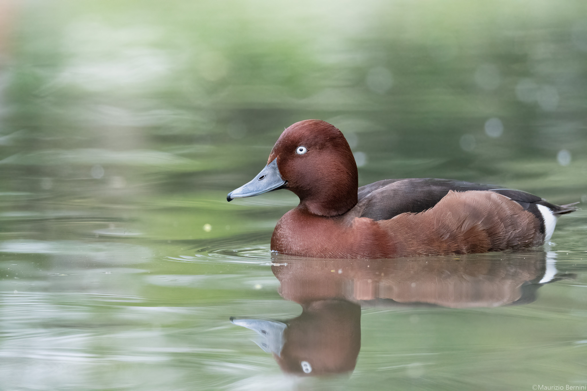 Ferruginous duck