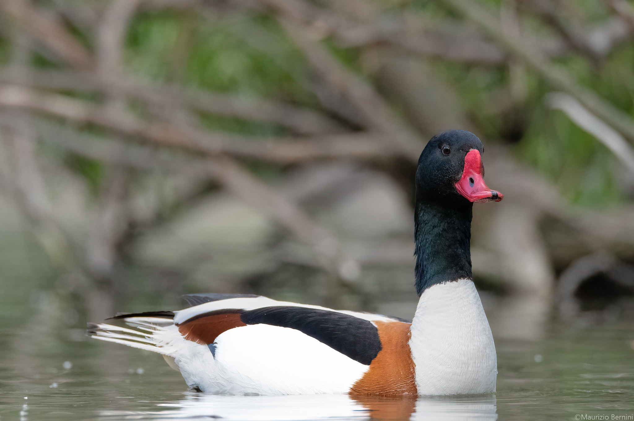 Common shelduck