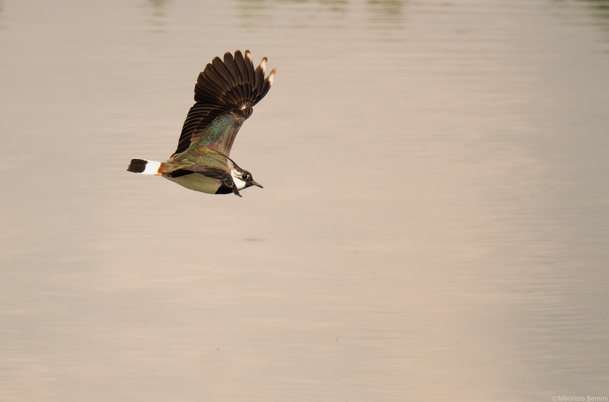 Lapwing