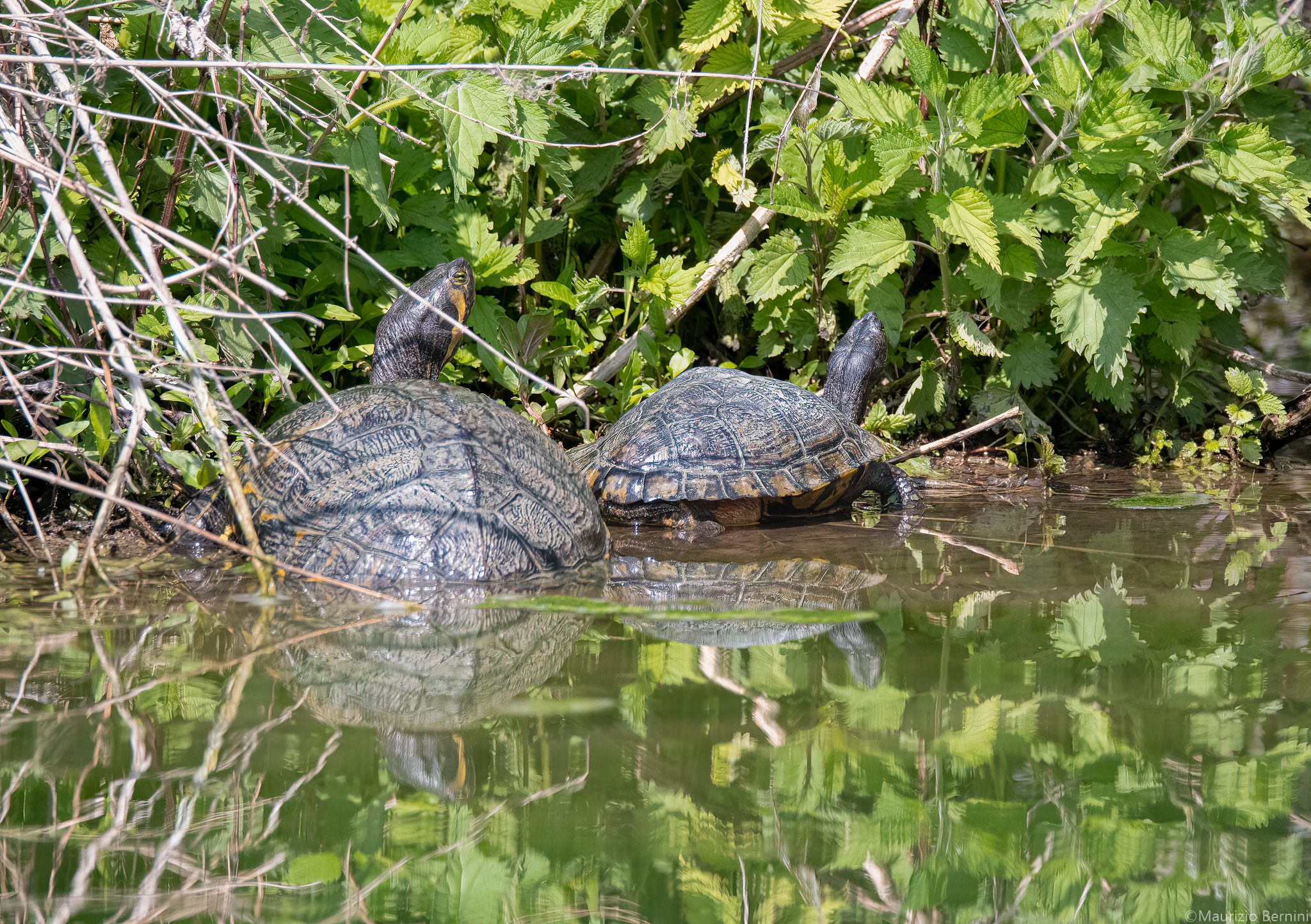 Turtles