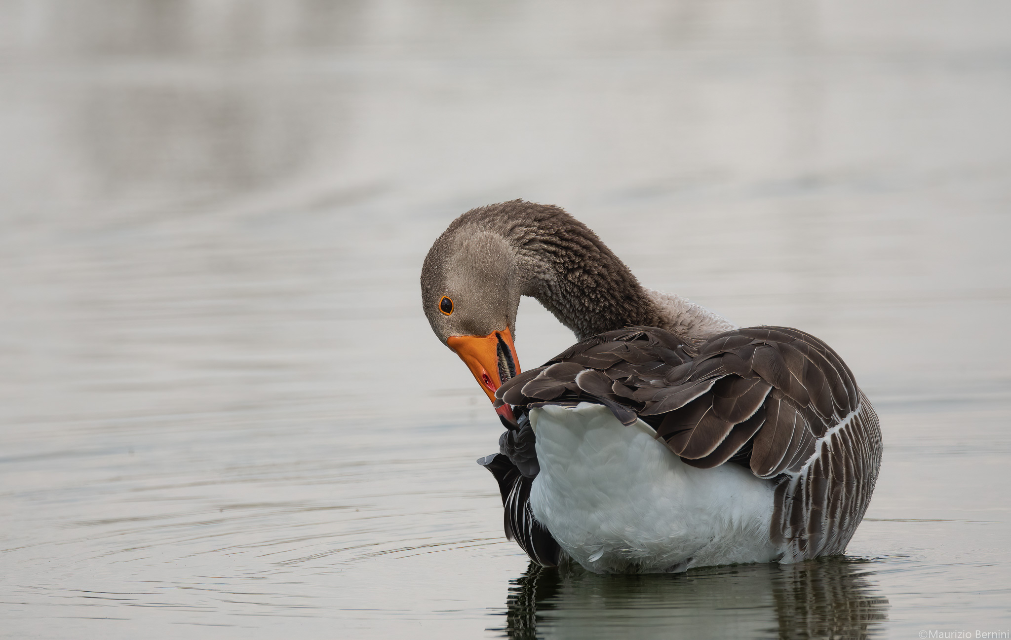 Greylag goose