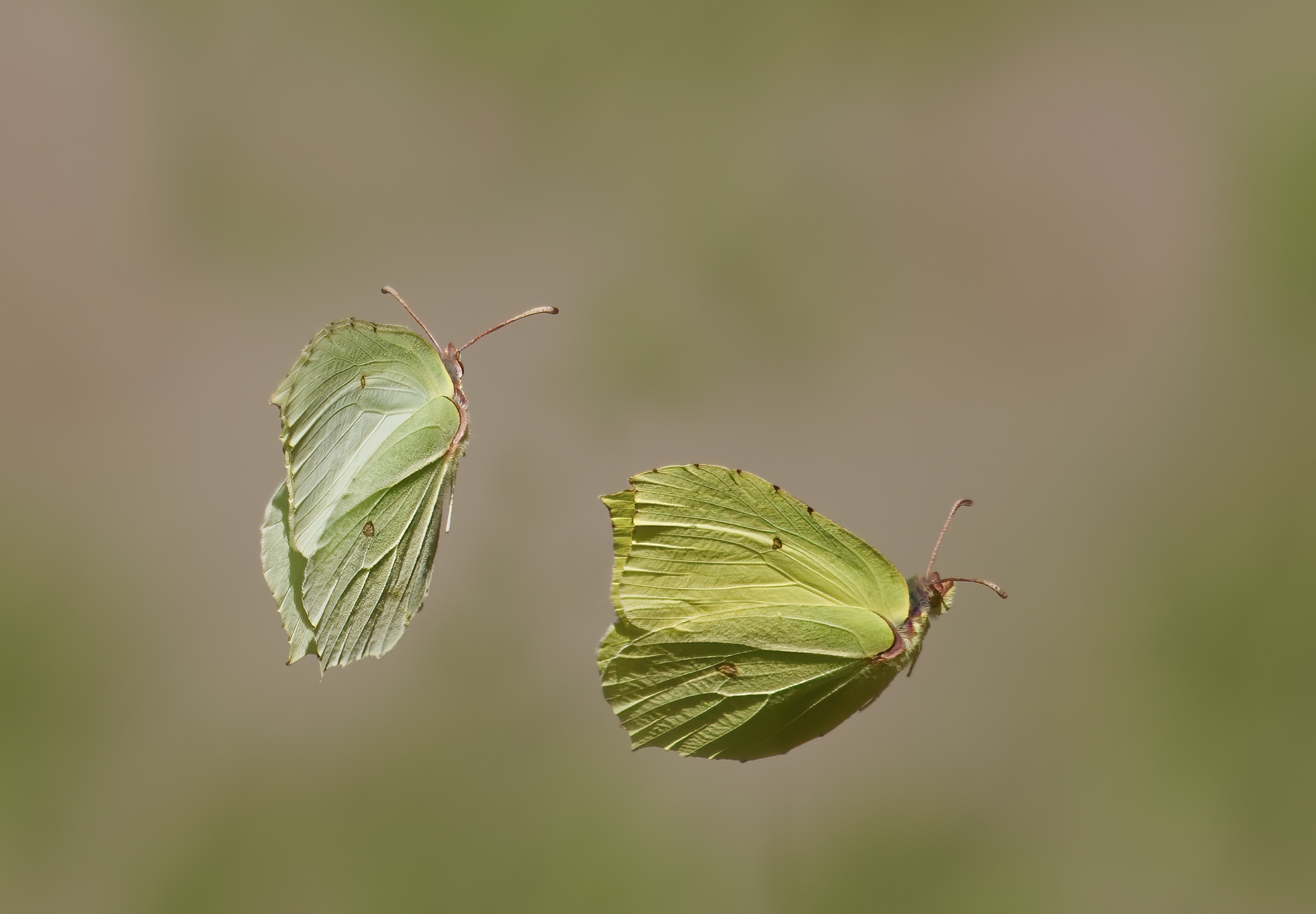 Come foglie nel vento