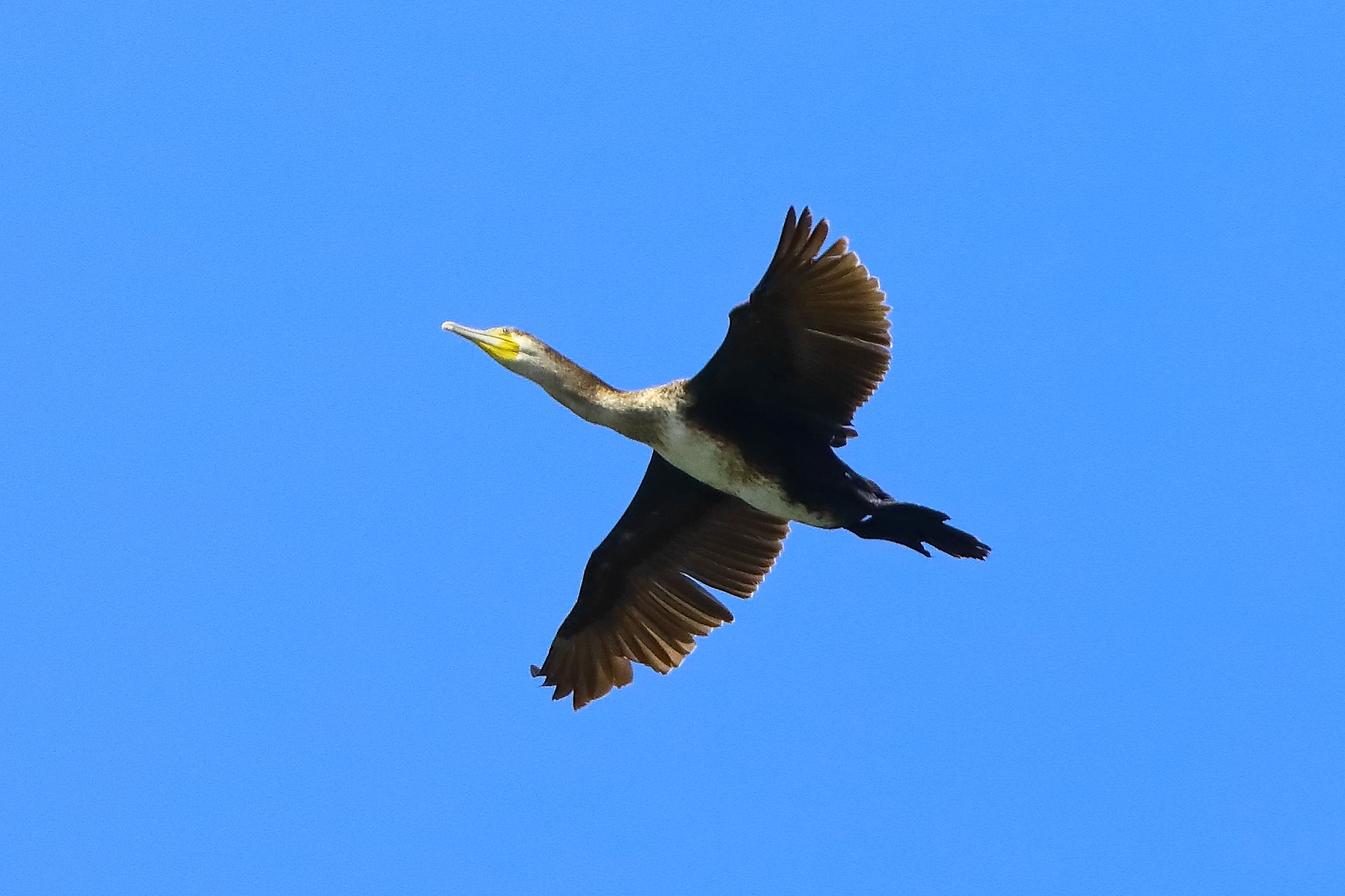 cormorano 11-05-2022