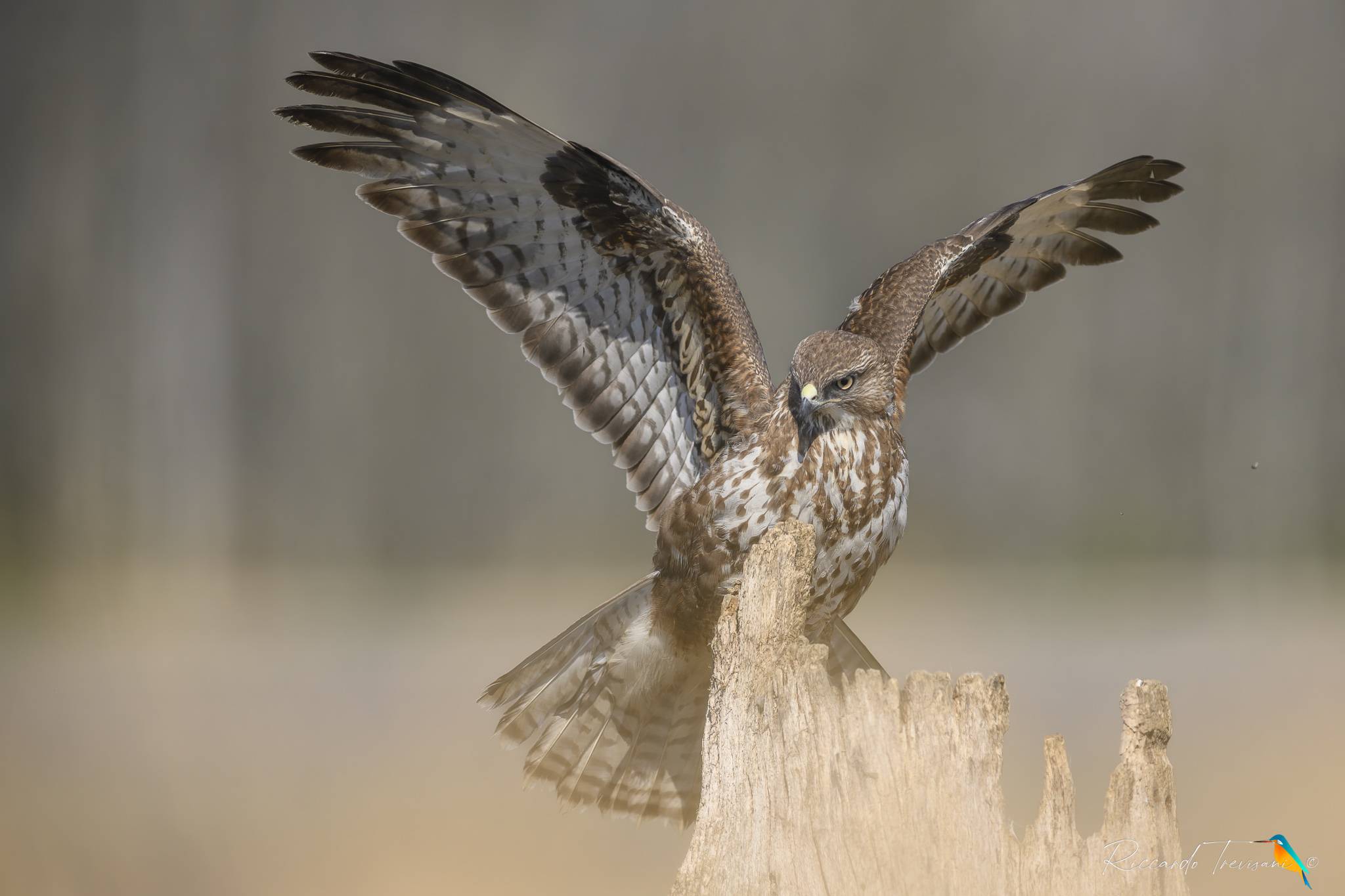 common buzzard (poiana)
