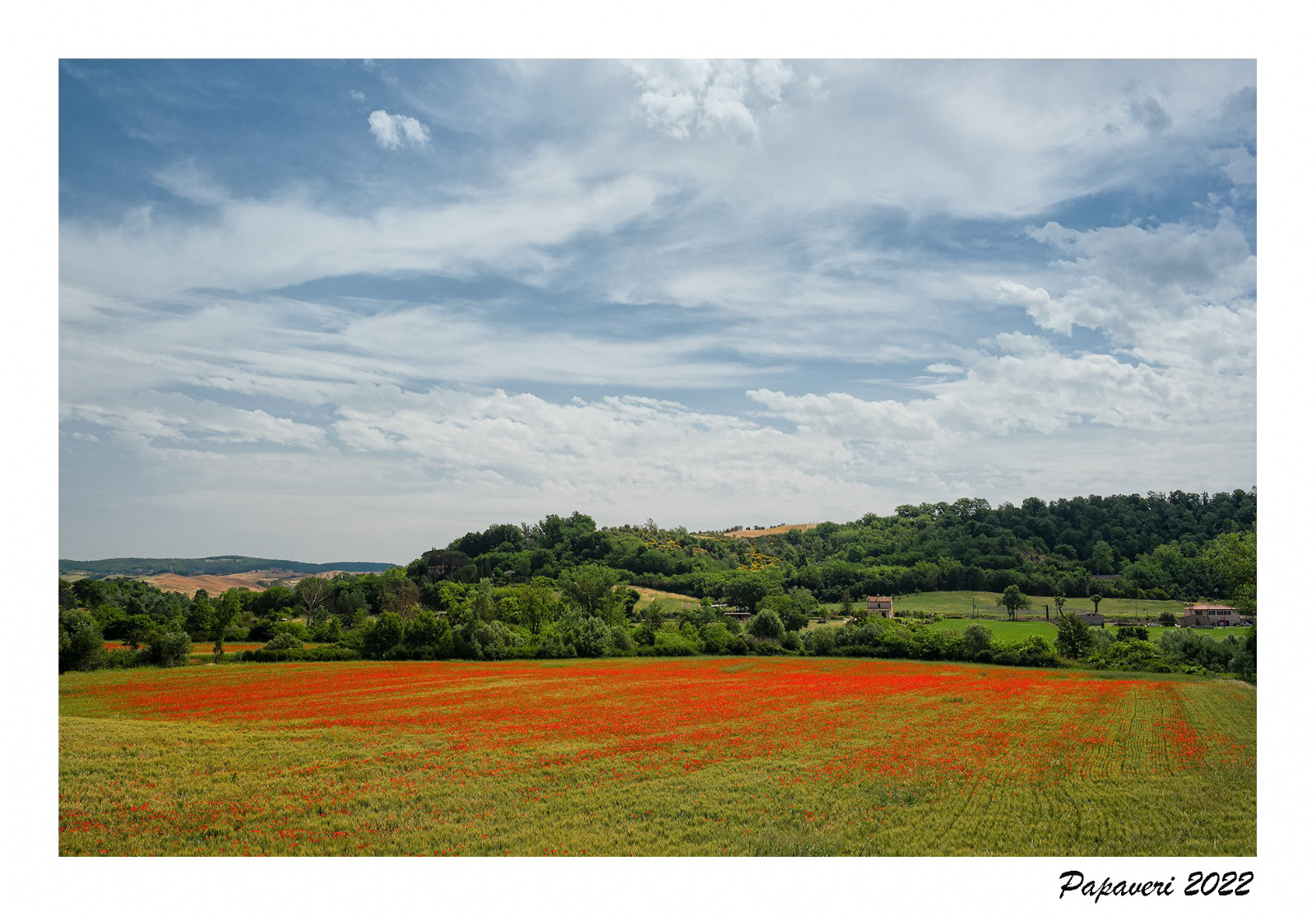 Poppies