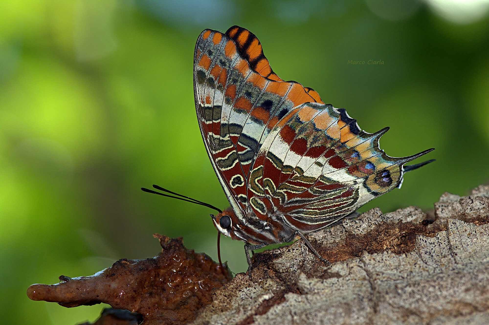 Ninfa del corbezzolo (Charaxes jasius )