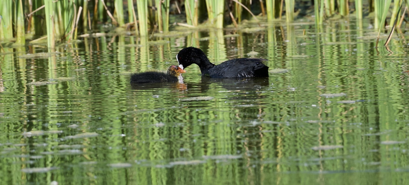 Coot with pullus 1