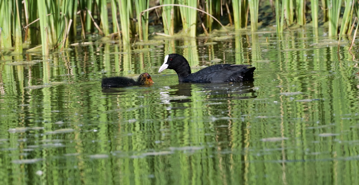 Coot with pullus 2