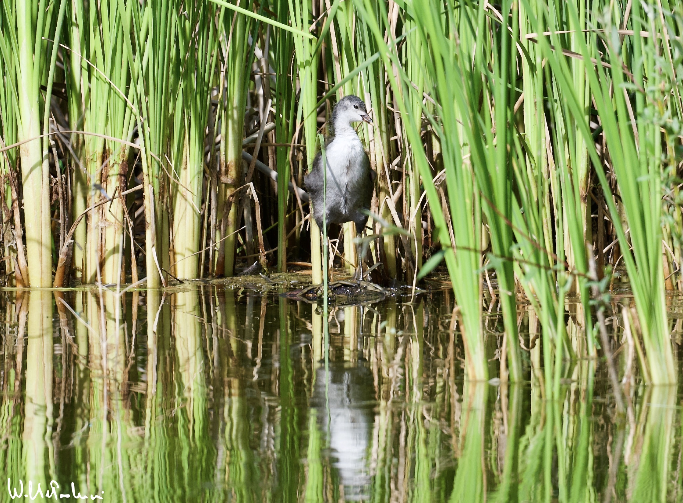 Young Coot 2
