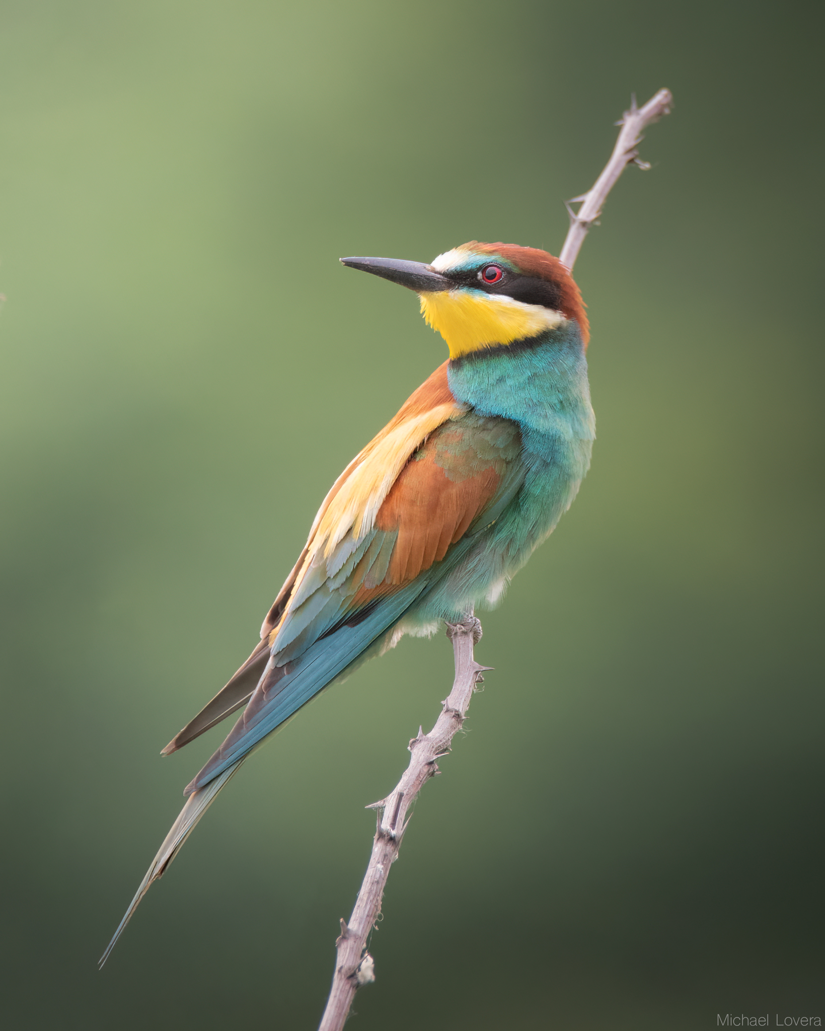 Bee-eater