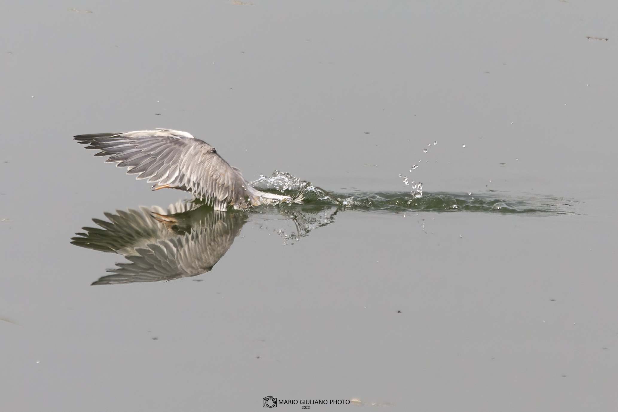 Reflections of a young tern