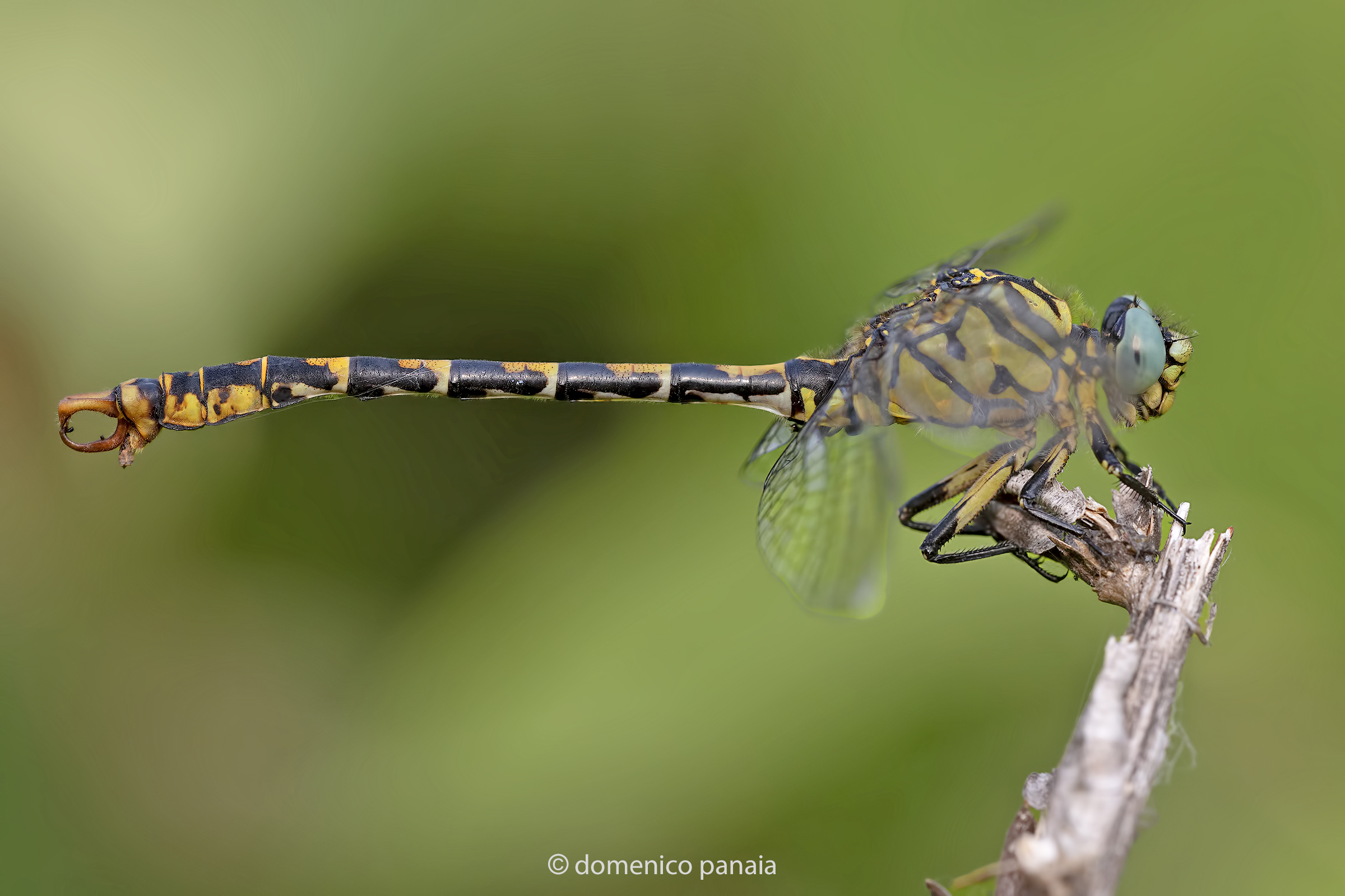 onychogomphus forcipatus
