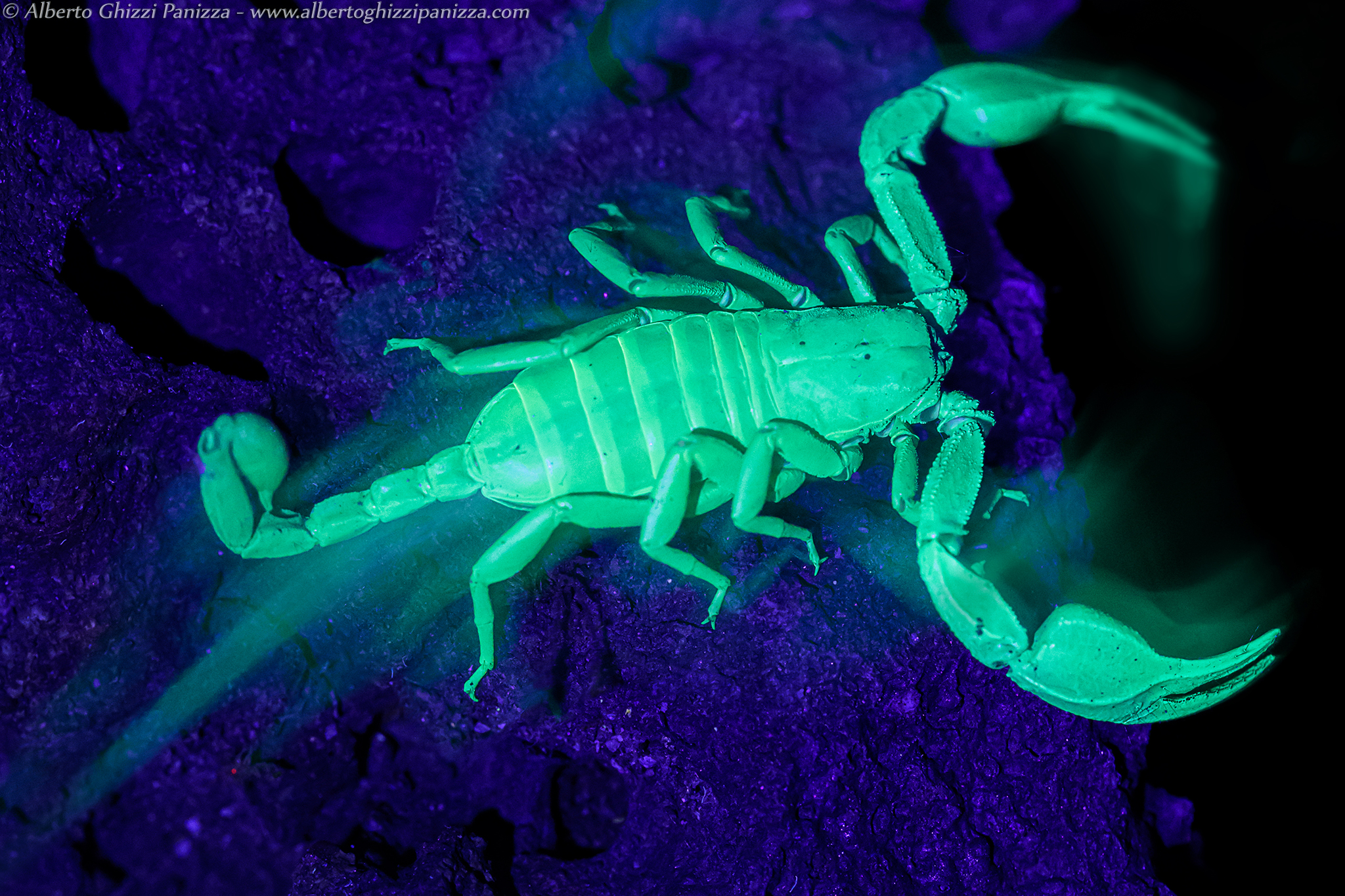 Scorpio with UV light