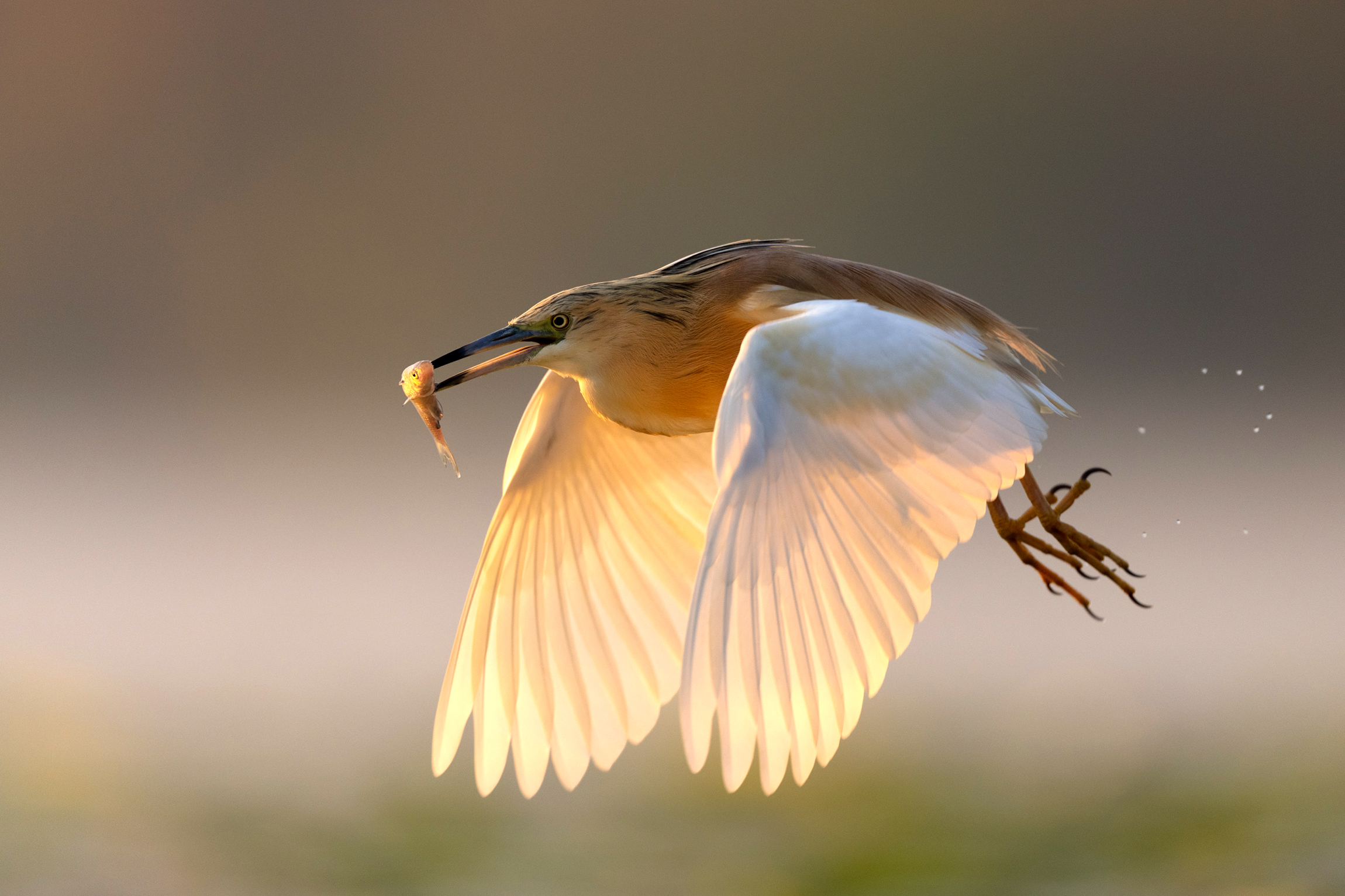 Morning catch