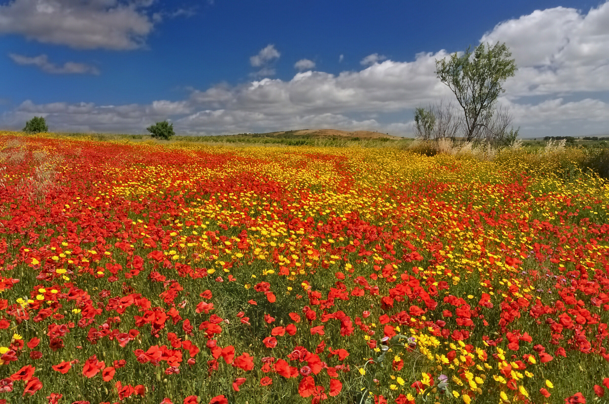Anti-stress landscape