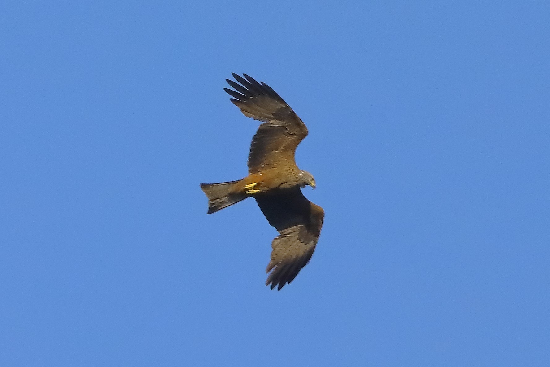 Nibbio bruno 06-06-2022