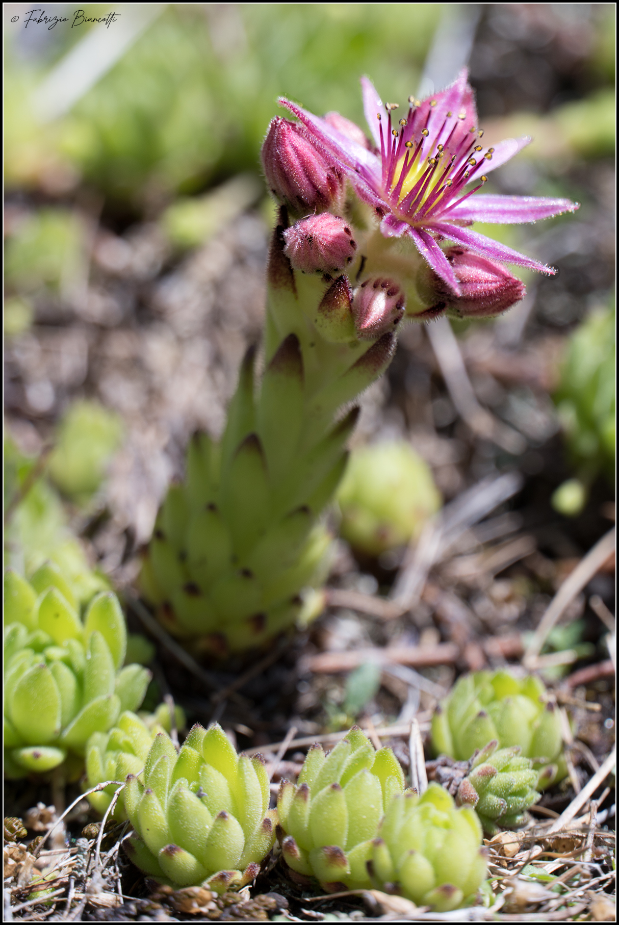Fiore di montagna