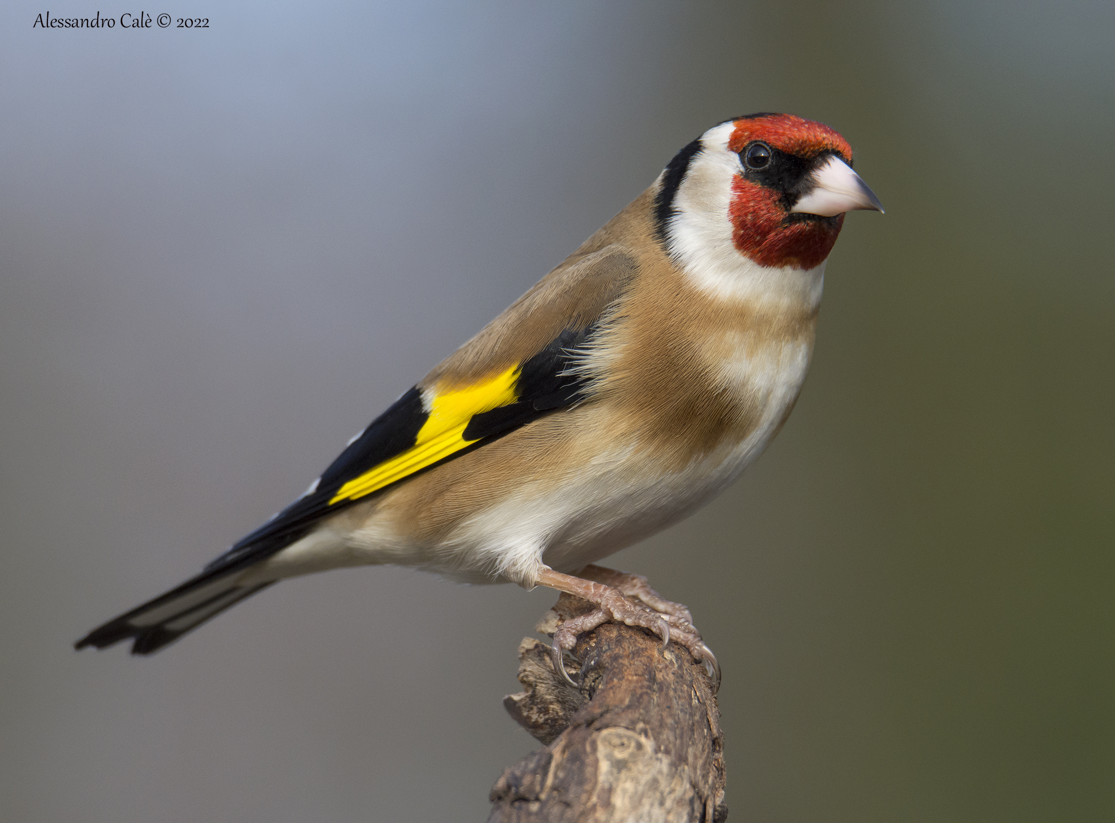 Carduelis carduelis (Cardellino) 3745