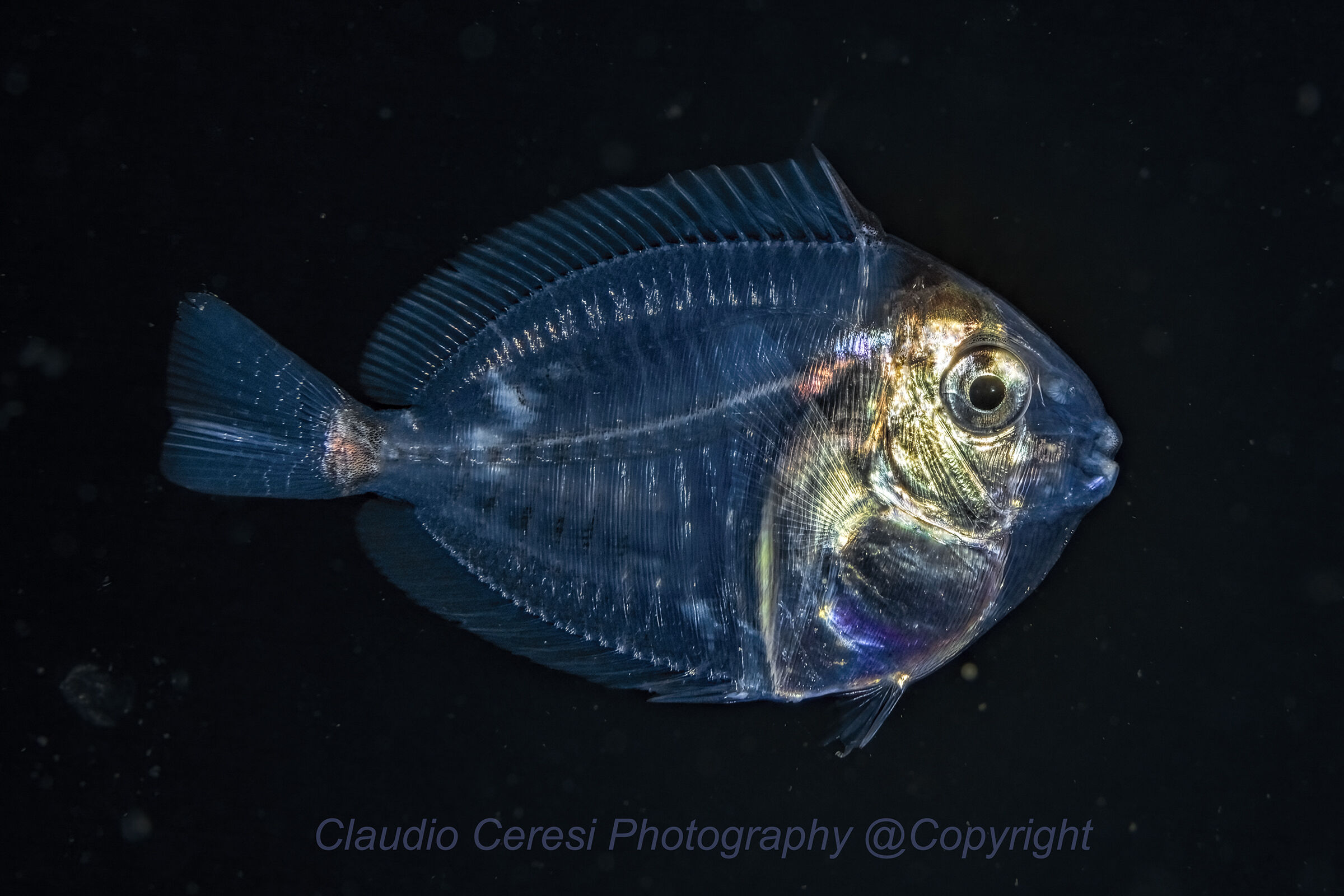 This is the larval "acronurus"