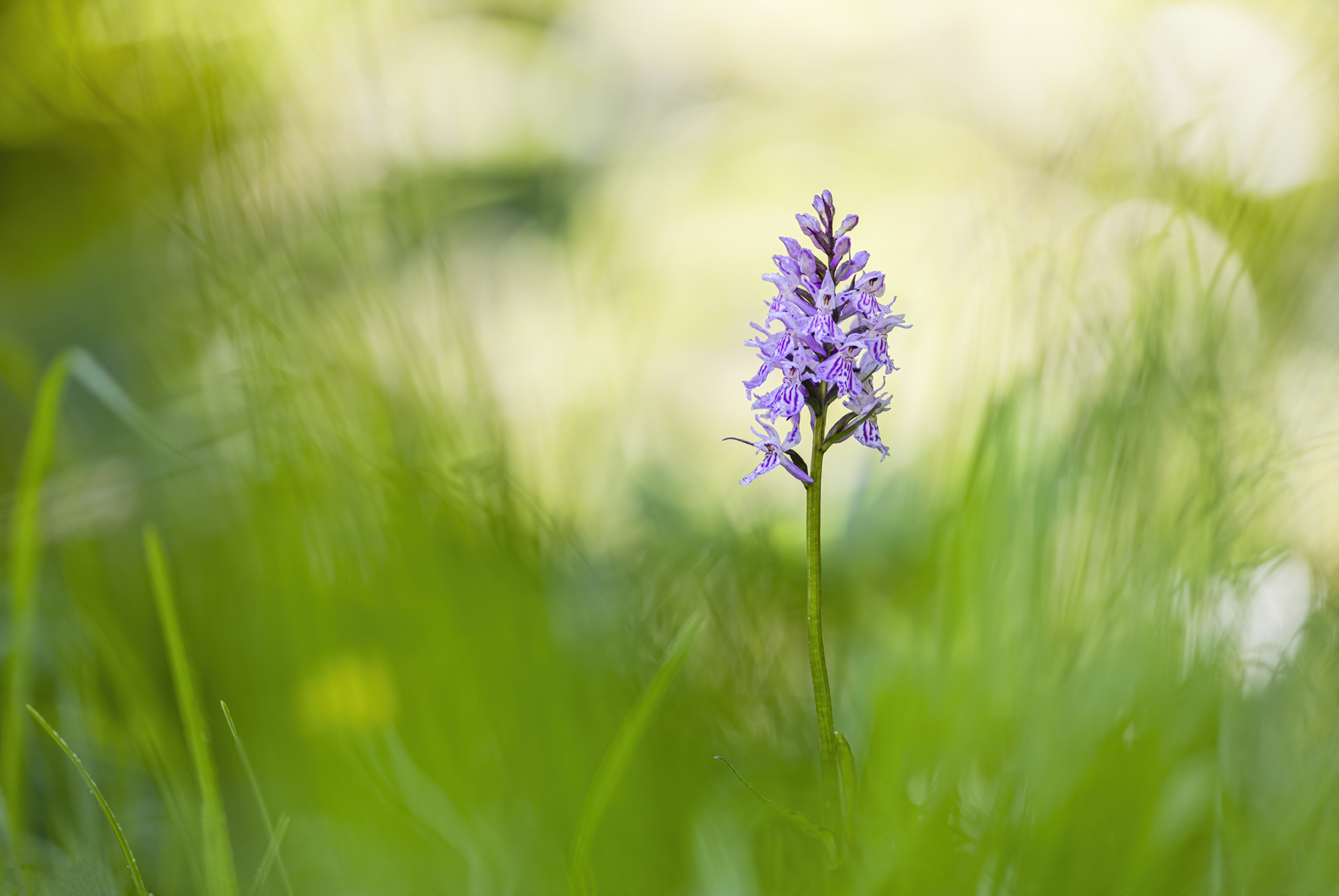 Dactylorhiza fuchsii