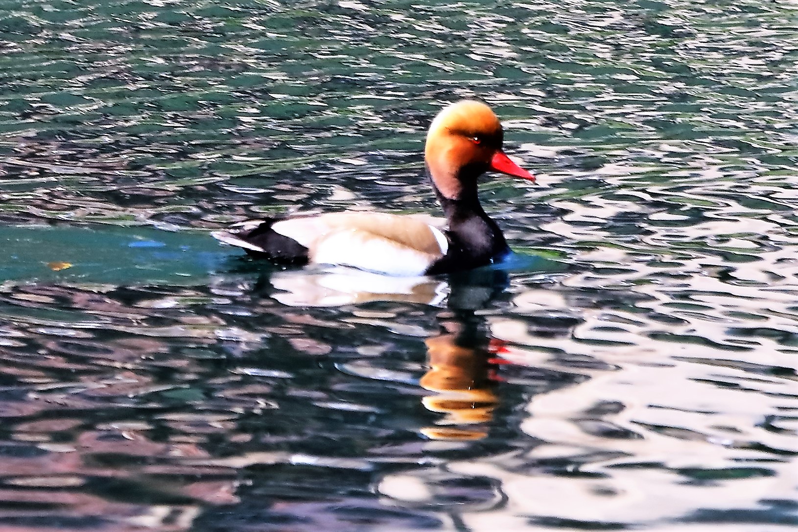 fistone turco 11-05-2022