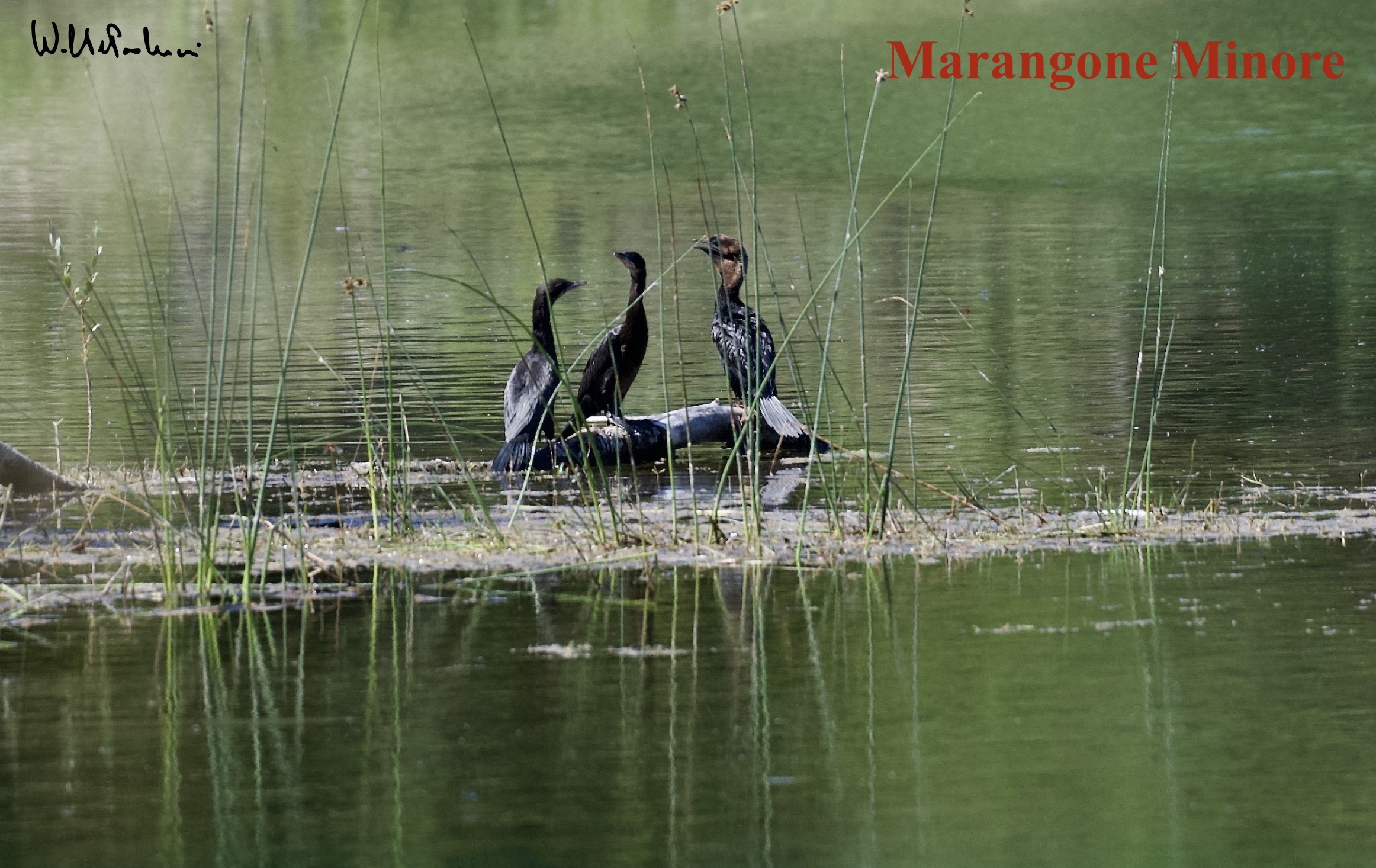 Marangone Minor