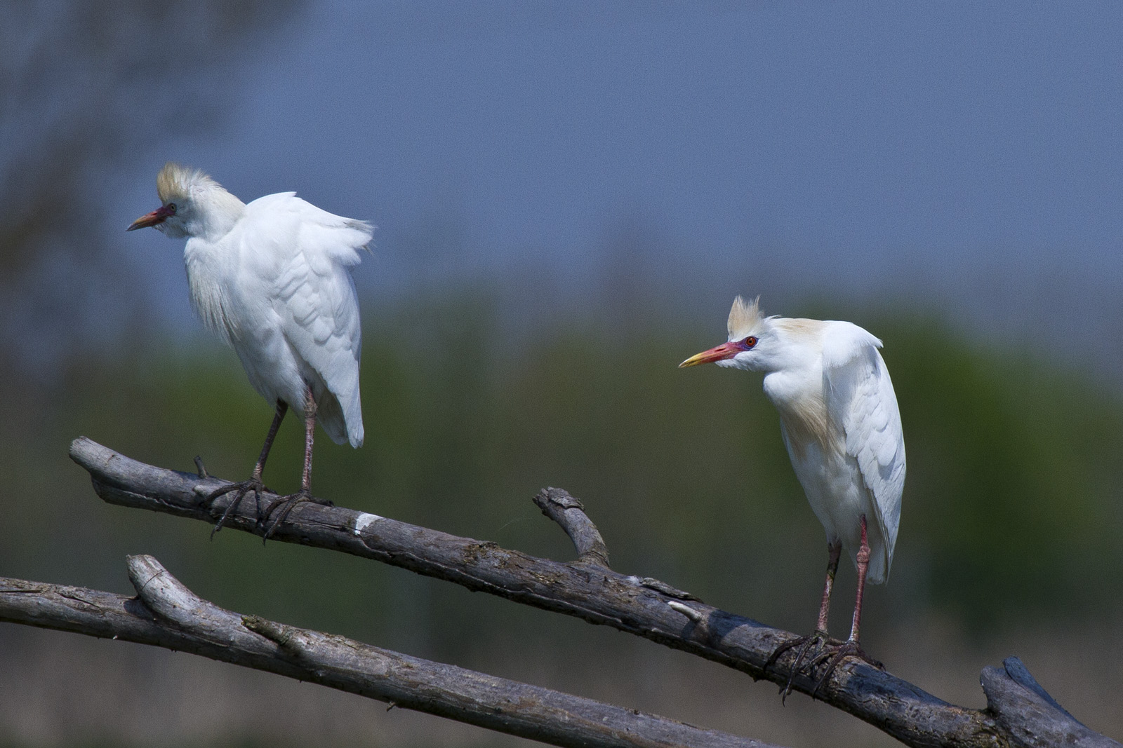 Aironi Guardabuoi pensierosi