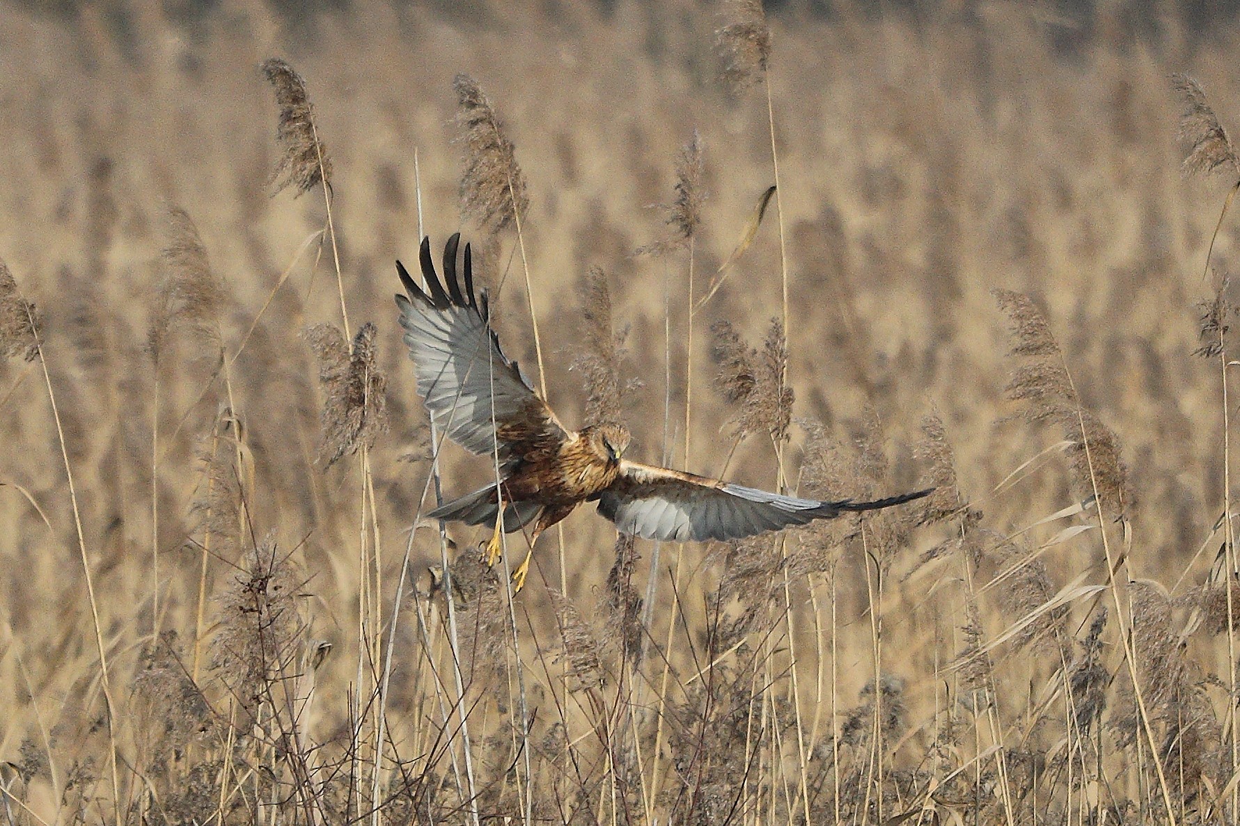 falco di palude gennaio 2022