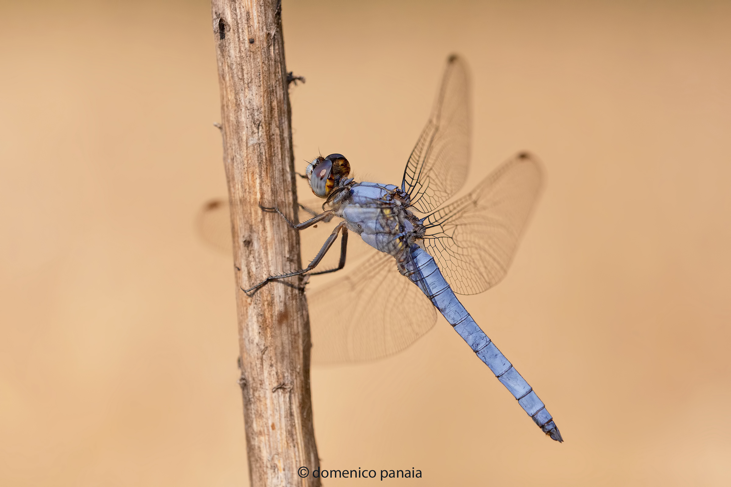 Orthetrum brunneum