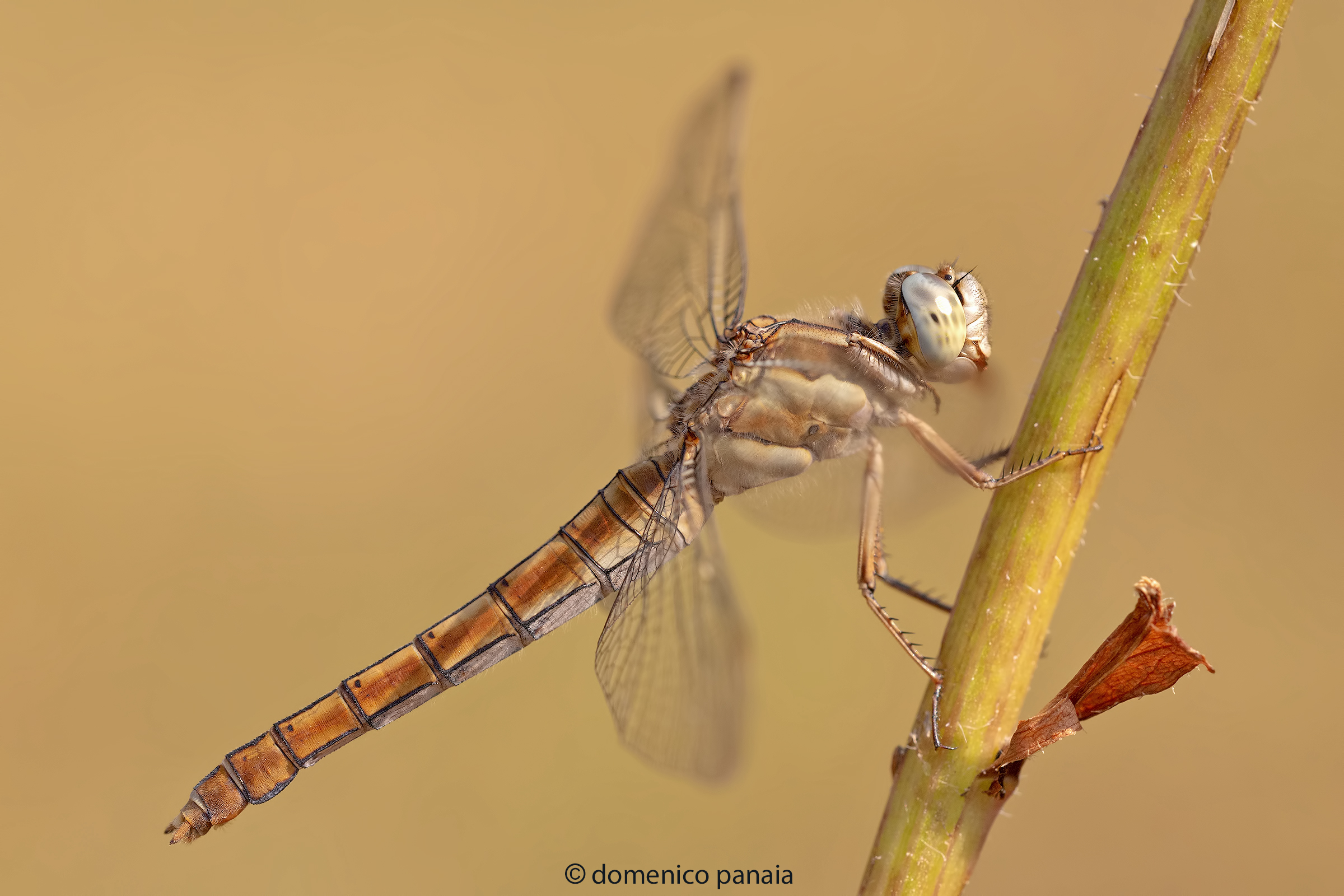 Orthetrum brunneum