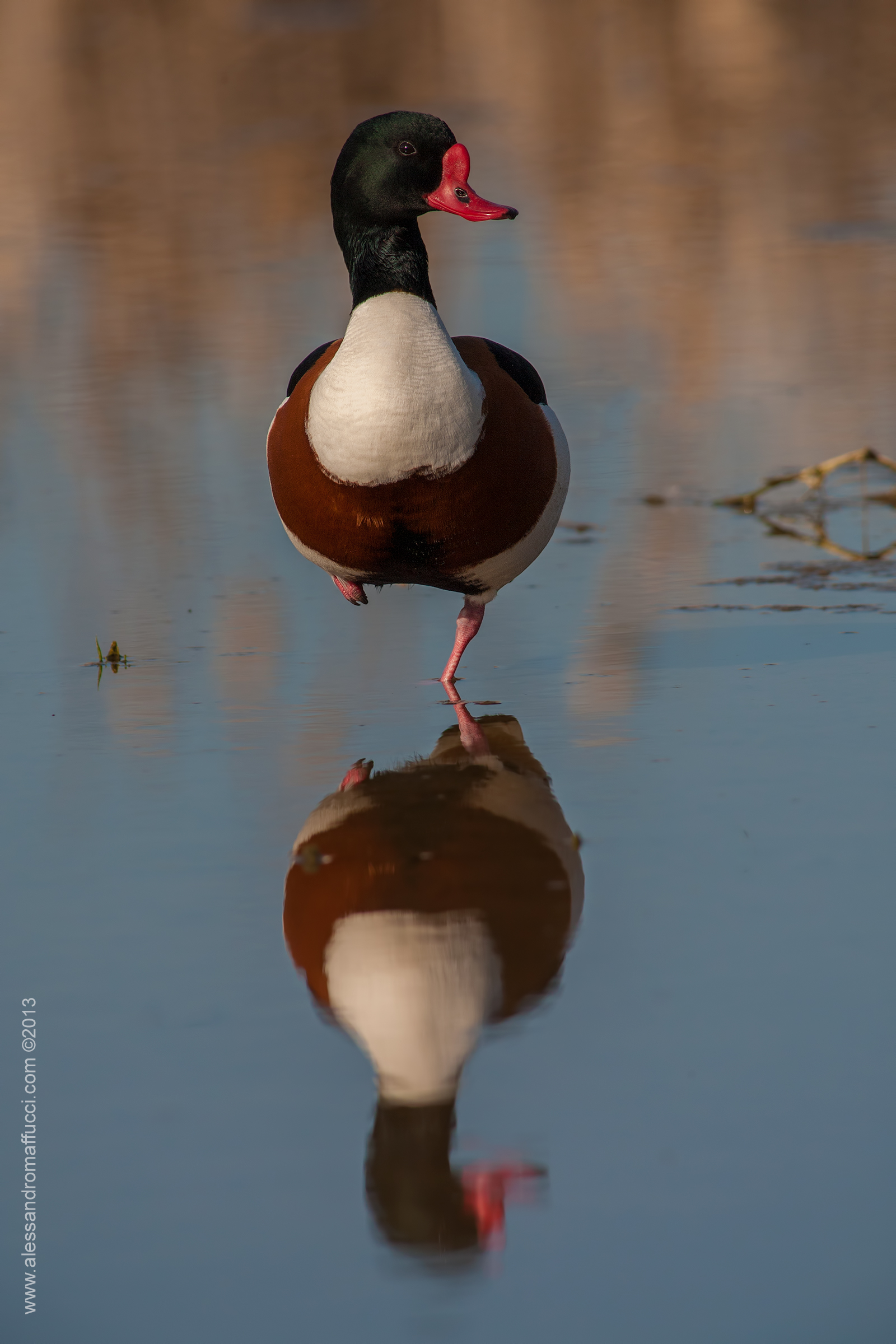 Volpoca al tramonto...