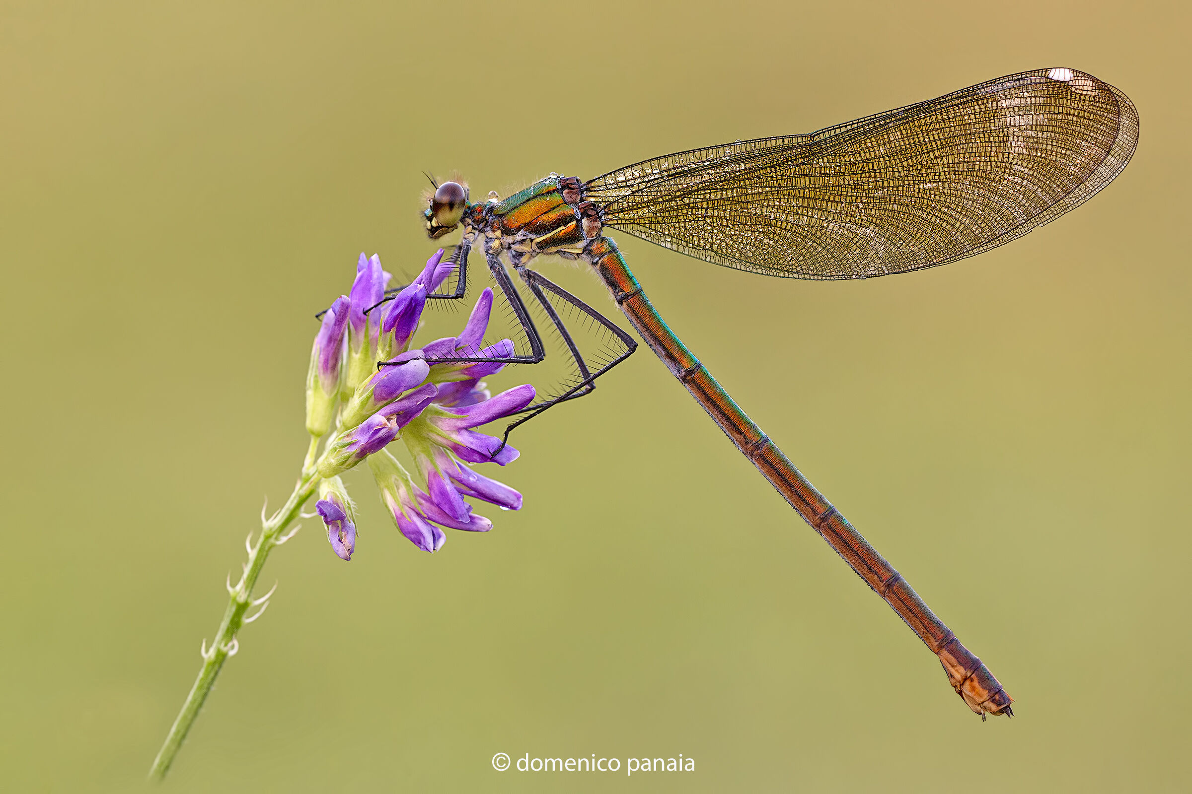 calopteryx splendens