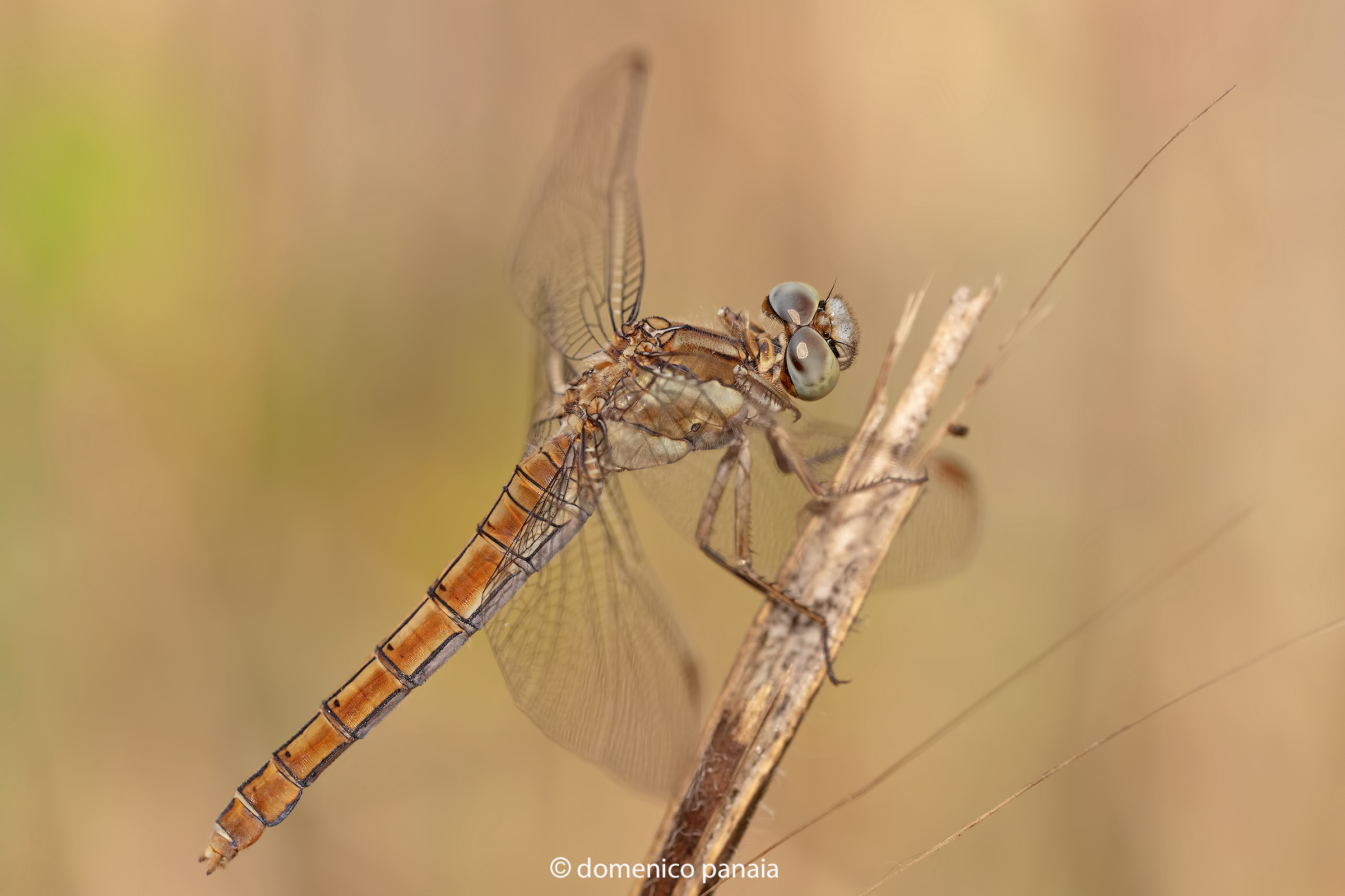 Orthetrum brunneum