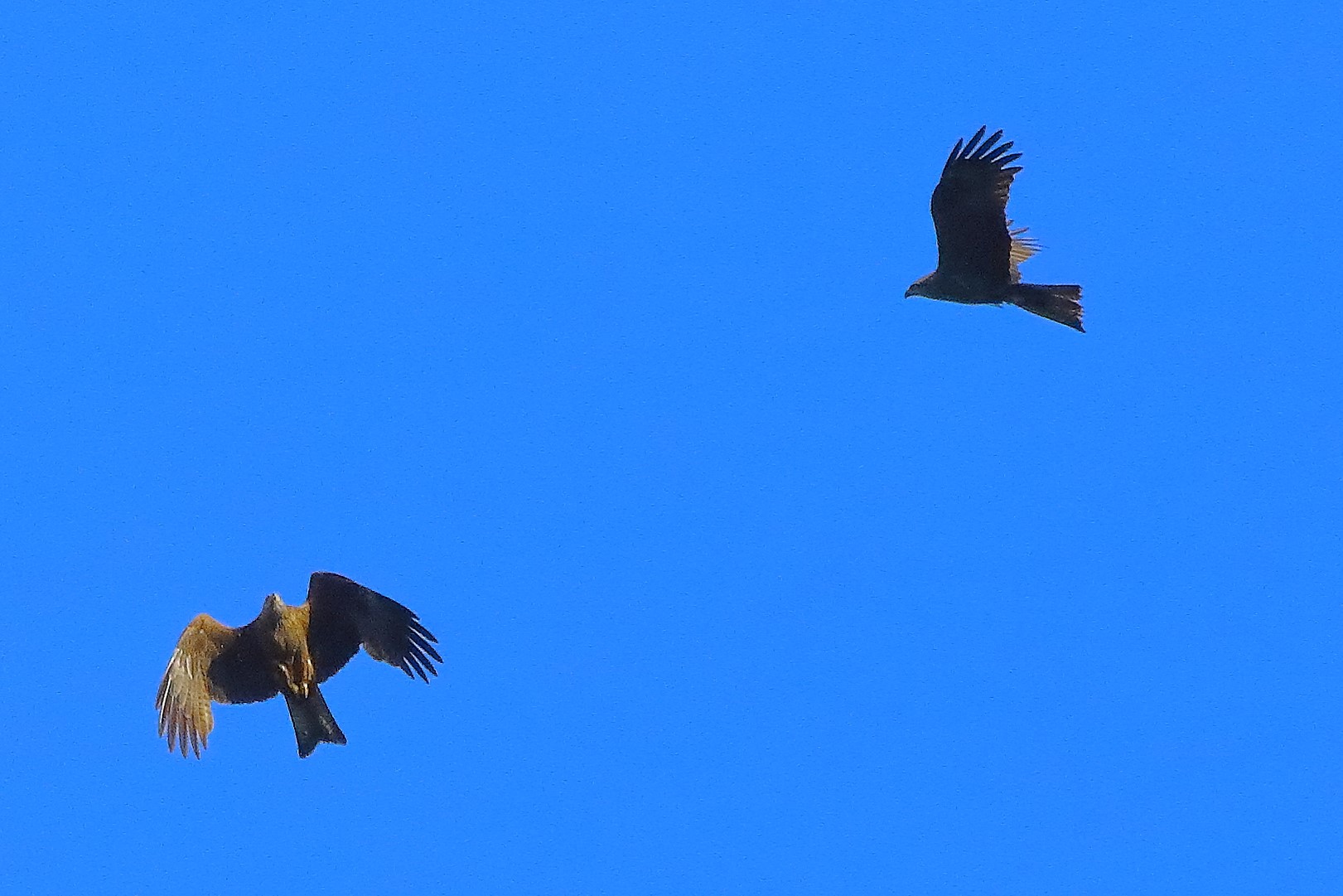 Nibbio bruno 07-06-2022