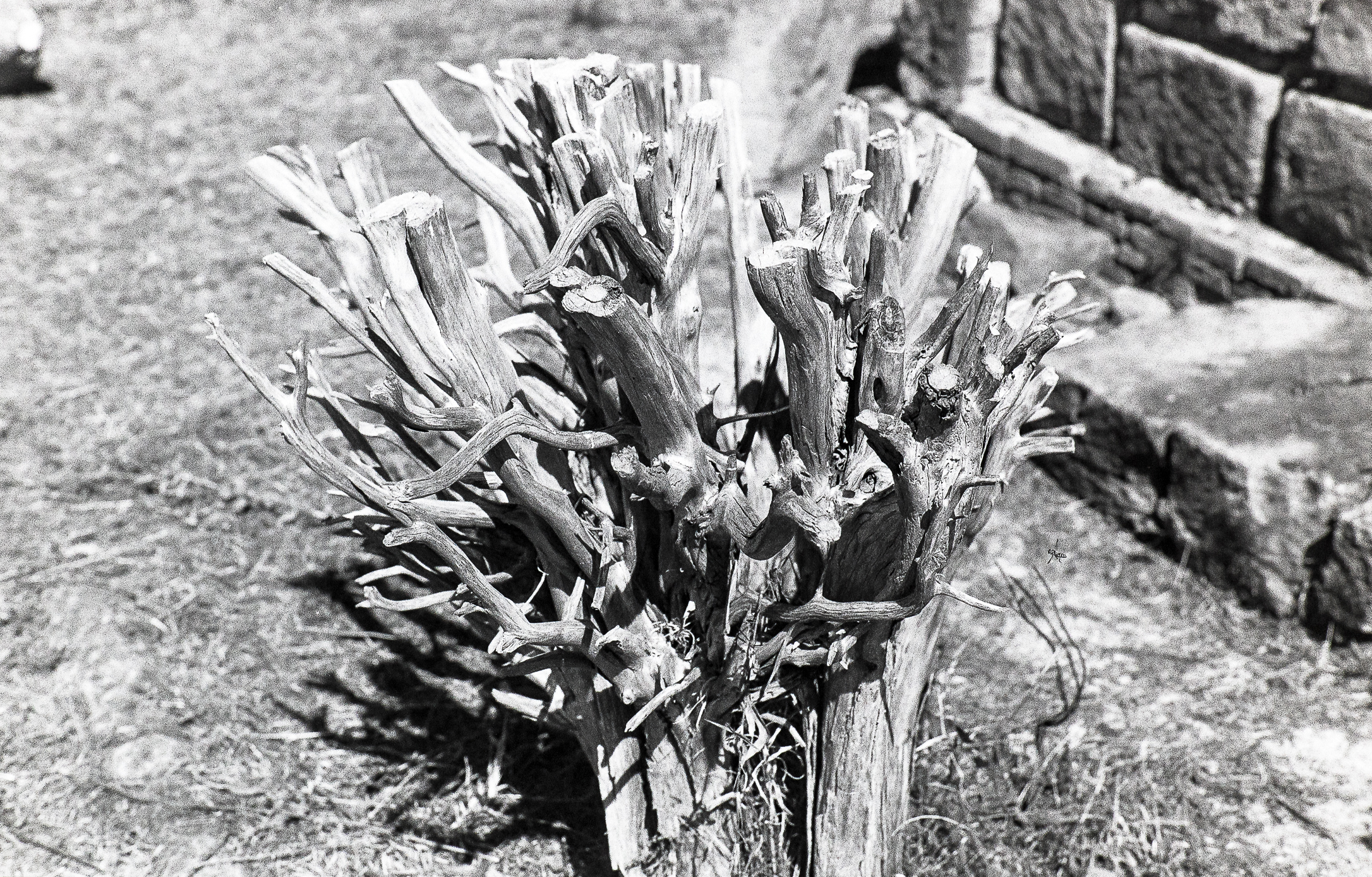 The Tree of the Witches