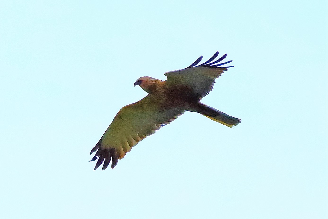 falco di palude 30-04-2022