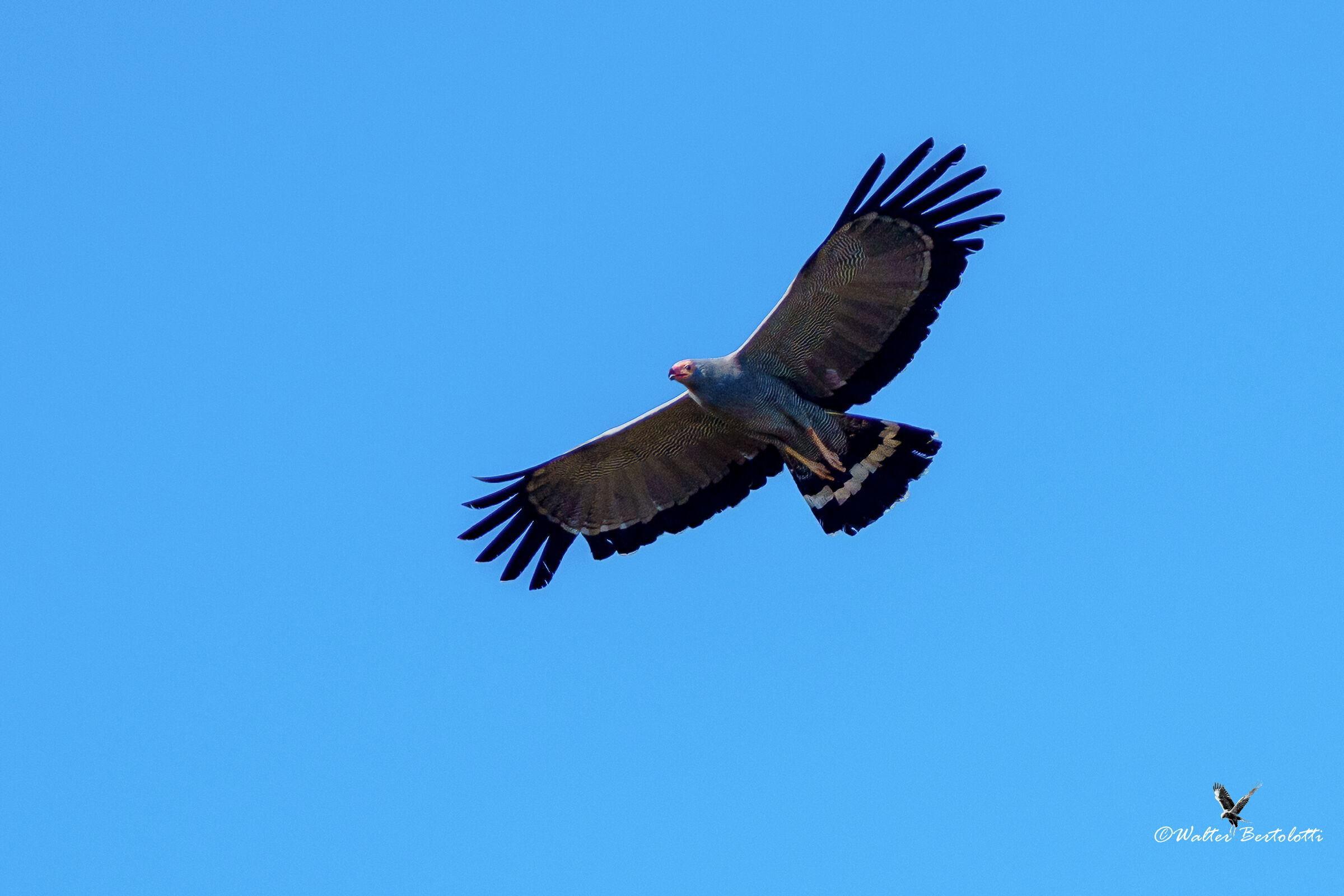 sparviero serpentario africano