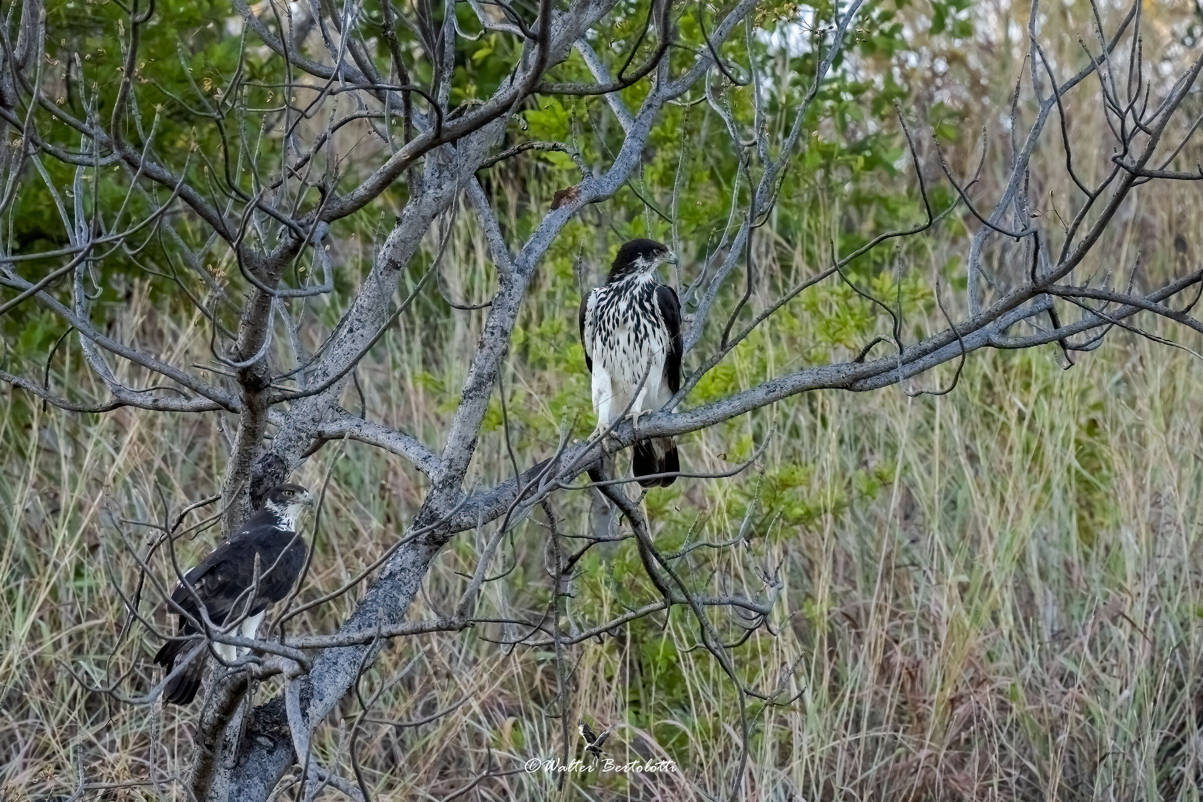 Aquila minore africana