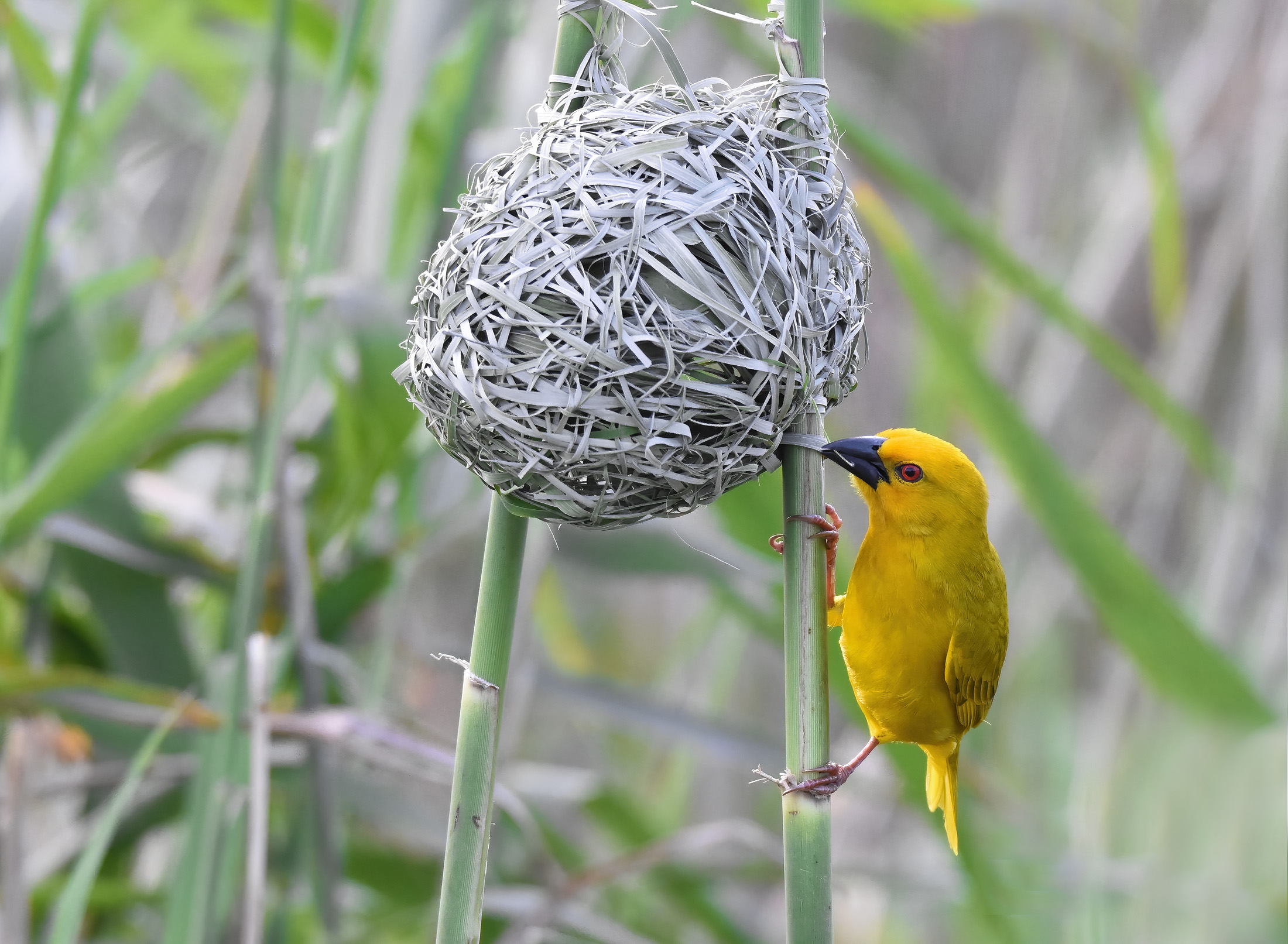 Yellow weaver (ploceus subaureus)