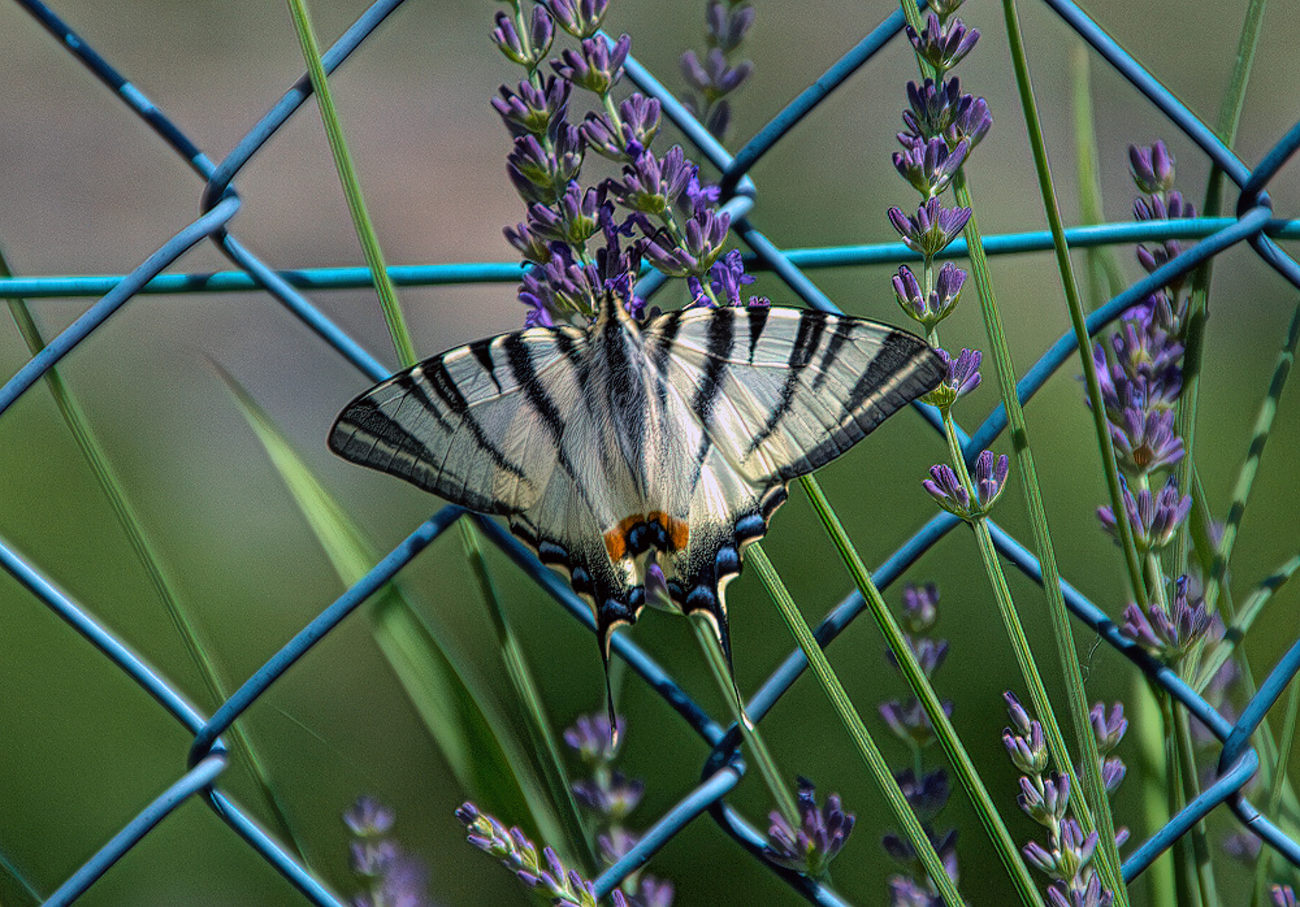 Scarce swallowtail