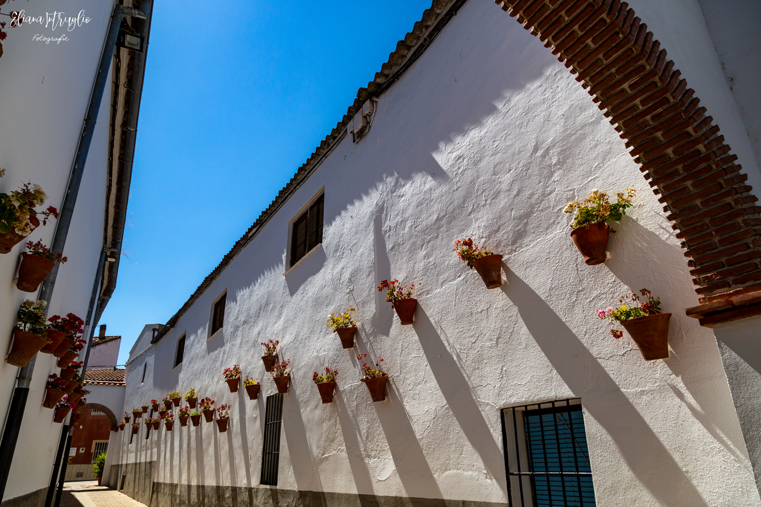 Flowers and symmetries in Belmez
