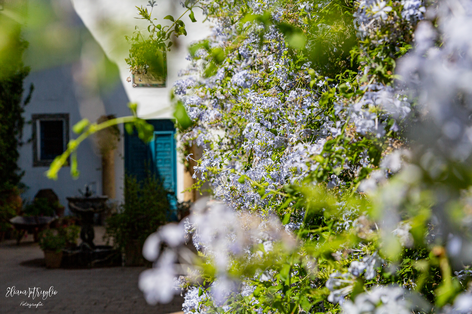 Lilac and green shades in Cordoba