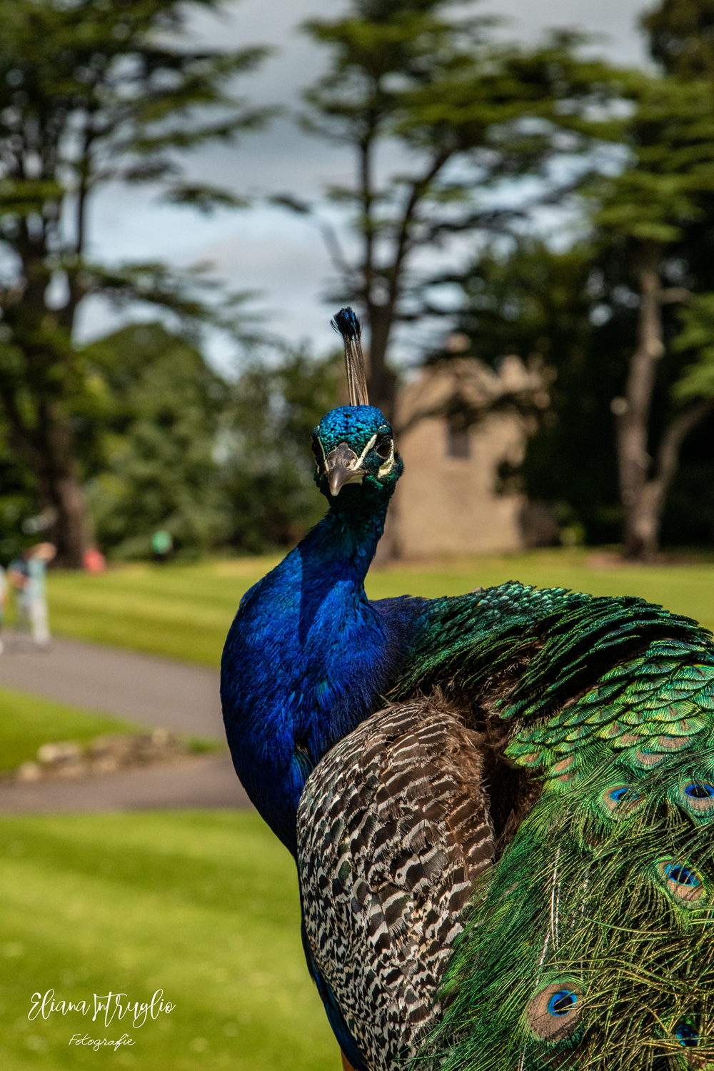 Peacock portrait